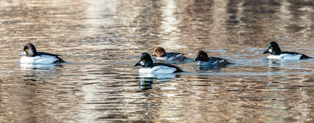 ducks on the river spring 2026