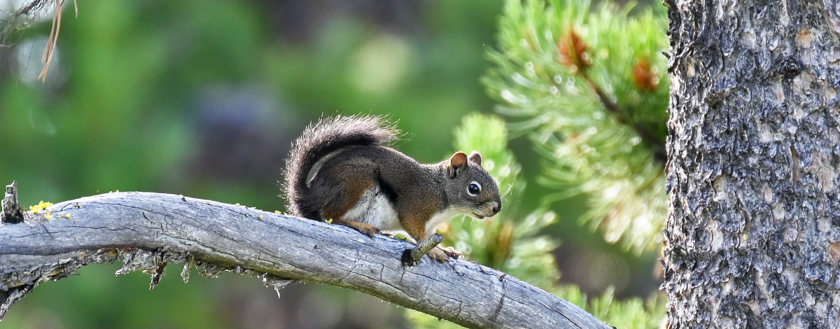Squirrel on branch of tree