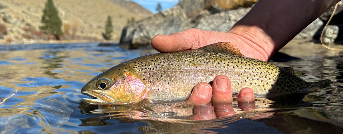 cutthroat trout on the middlefork of the salmon river