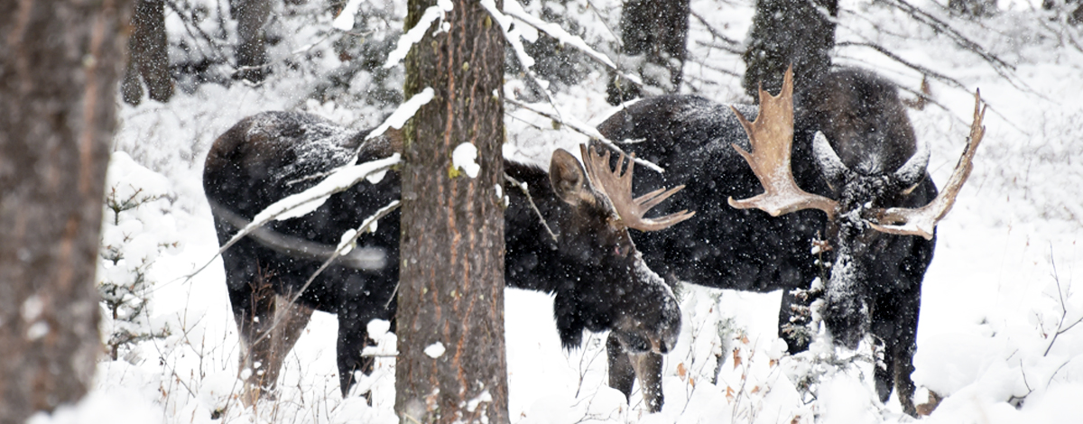 Bull Moose in the winter