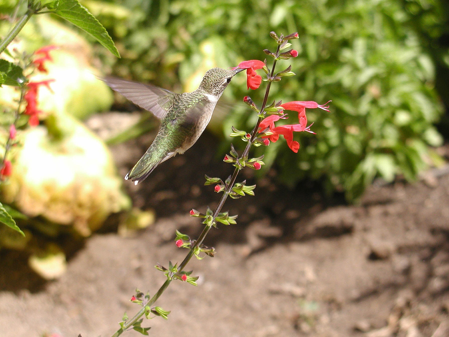 Hummingbird feeding on nectar