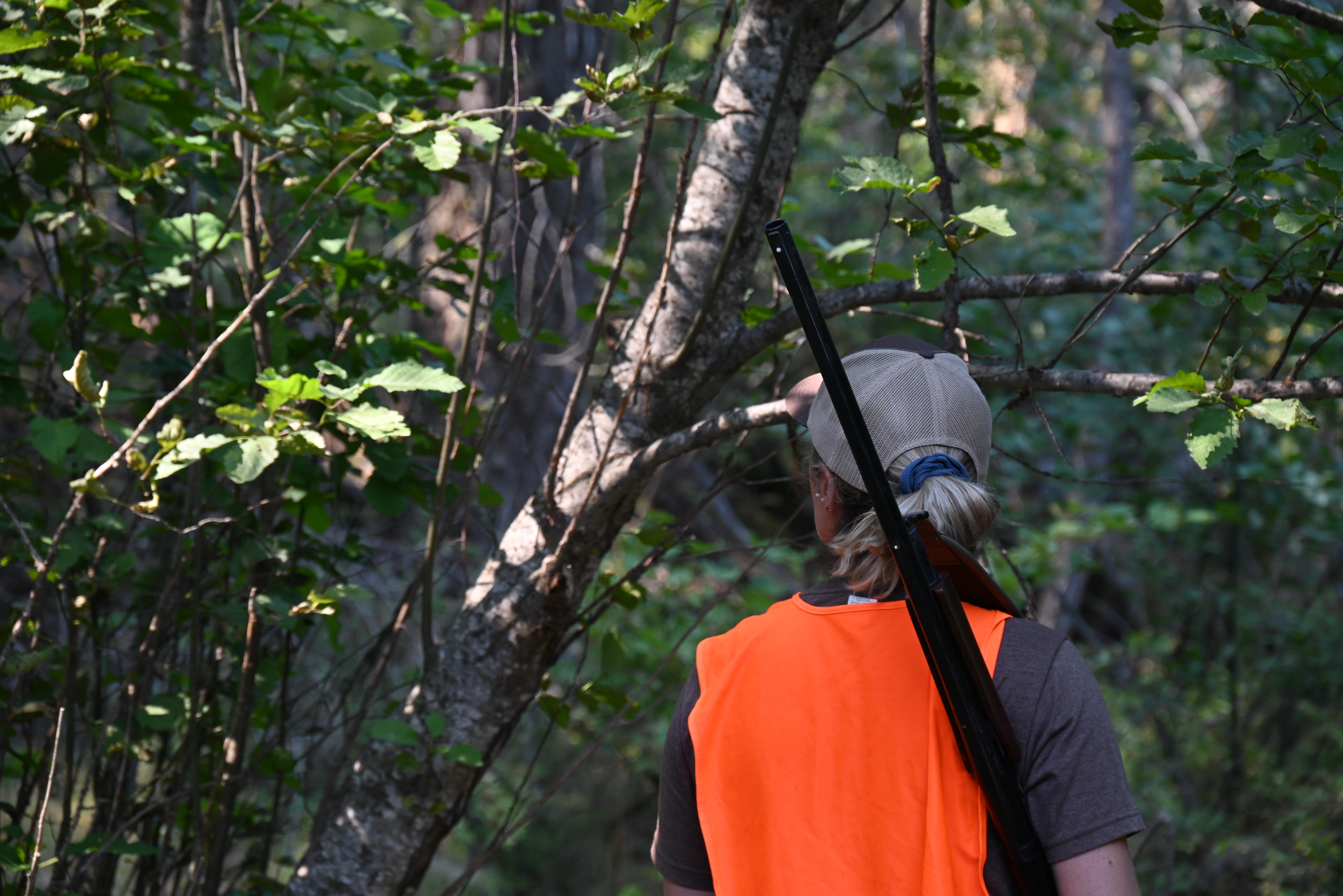 Hunter in blaze orange hiking in woods with shotgun