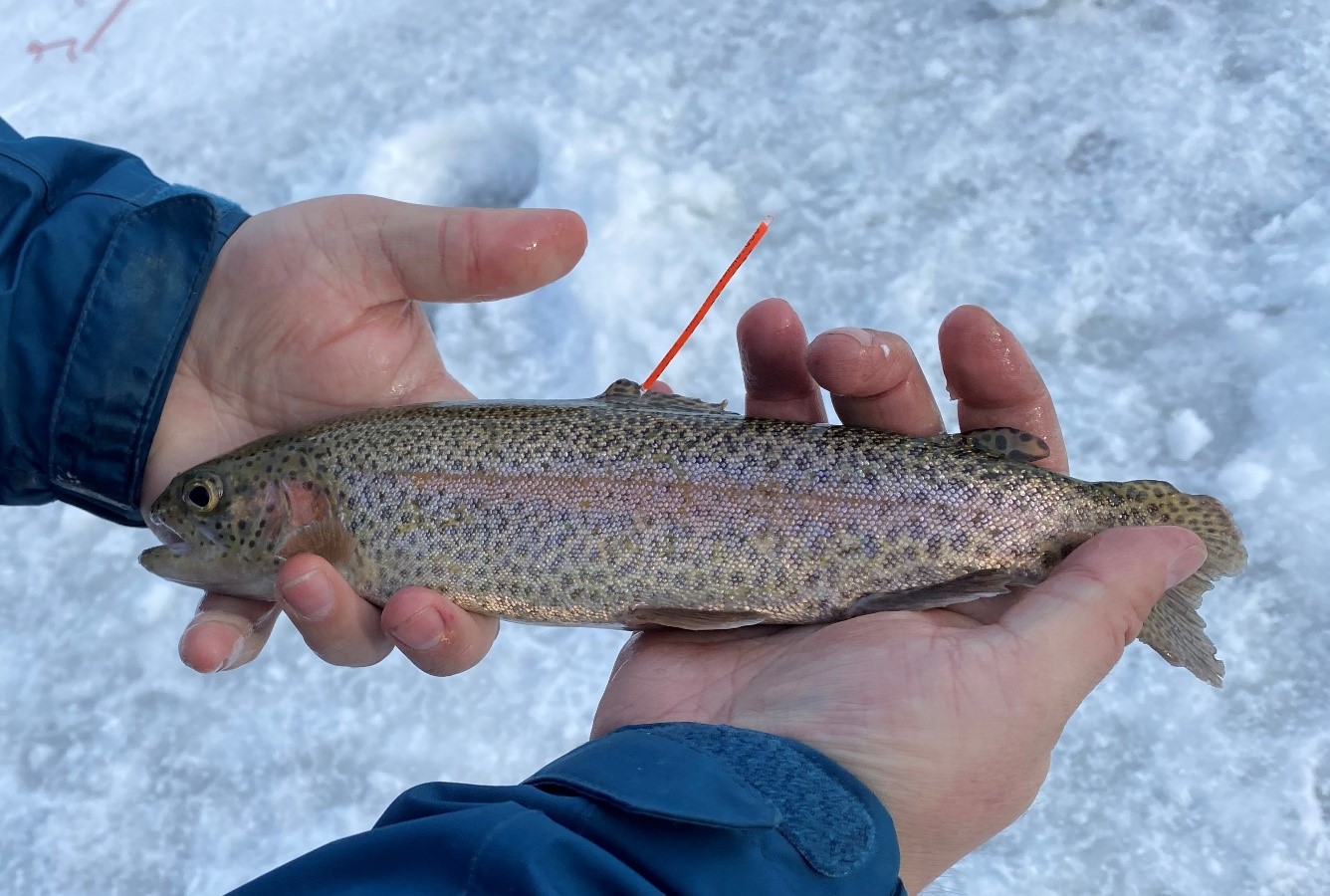 Catch a tagged fish at Hyde Pond and win a prize