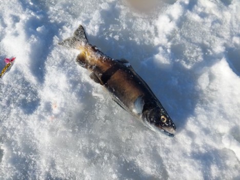 Feb. 3: Clearwater Regional Ice Fishing report