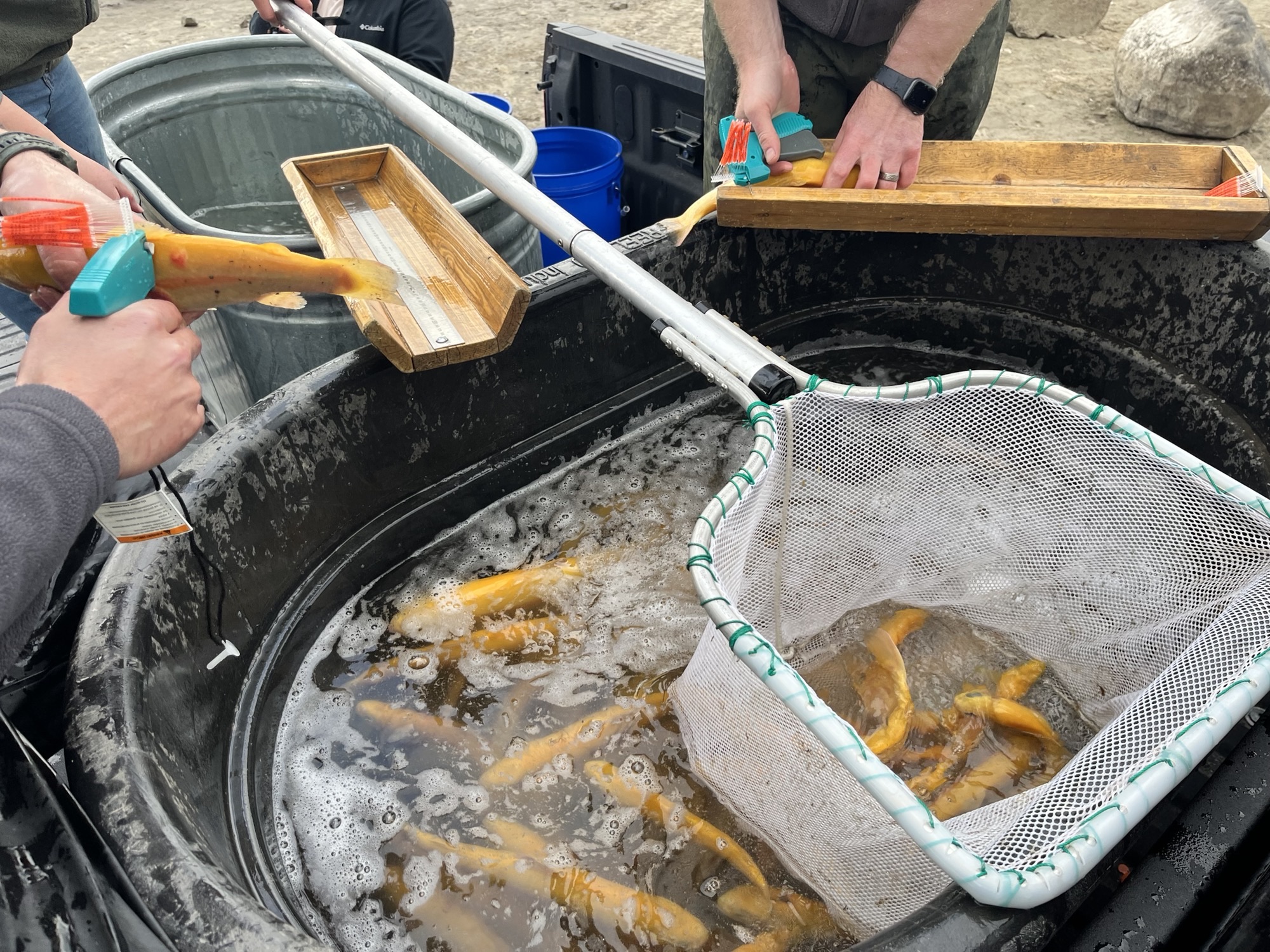 Banana trout tagged