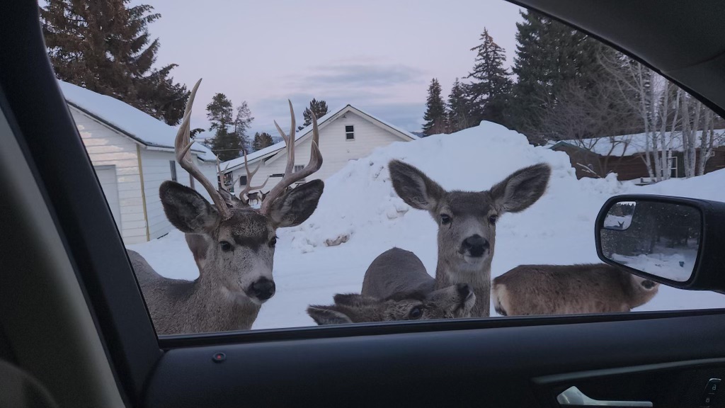A group of deer in the City of Cascade approach the driver's side window of a vehicle.