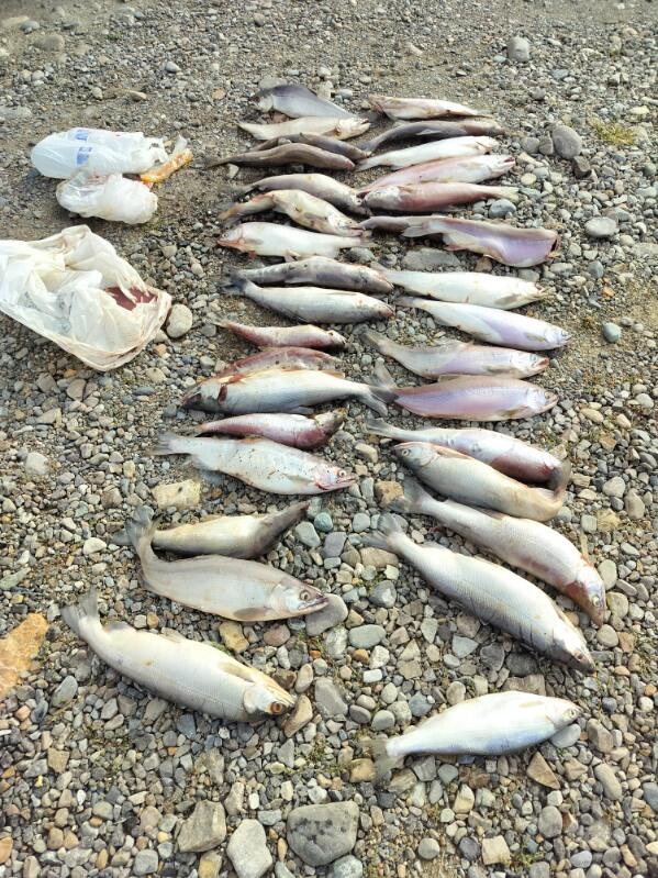 Wasted kokanee in North Idaho