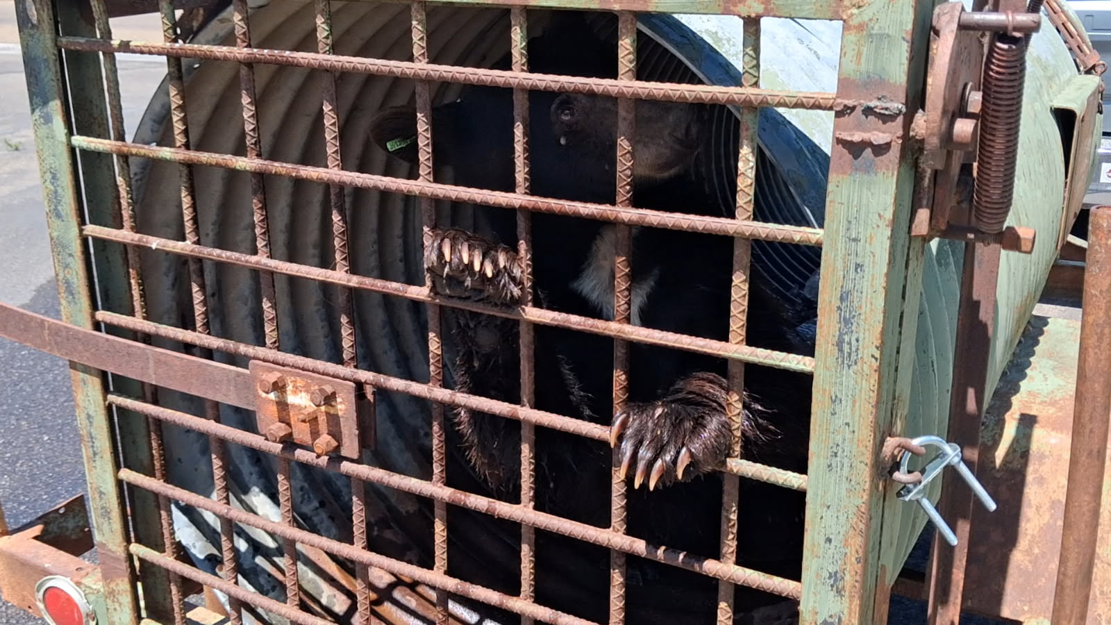 A black bear looks out from from a culvert trap it was placed in after being sedated in Nampa
