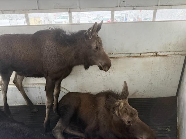 University of Idaho moose