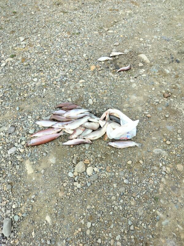 Wasted kokanee in North Idaho