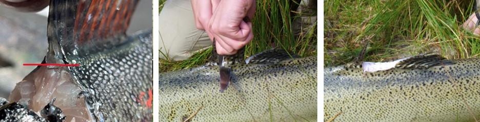 Figure 1: Removal of dorsal fin rays from a deceased Chinook salmon.