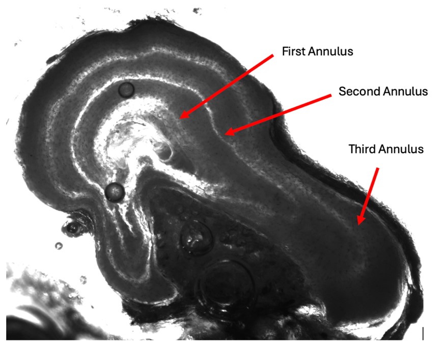 Figure 3: Chinook salmon fin ray annuli location.