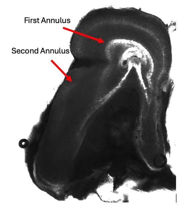 Figure 5: Saltwater Age 2 Chinook Salmon Fin Ray.