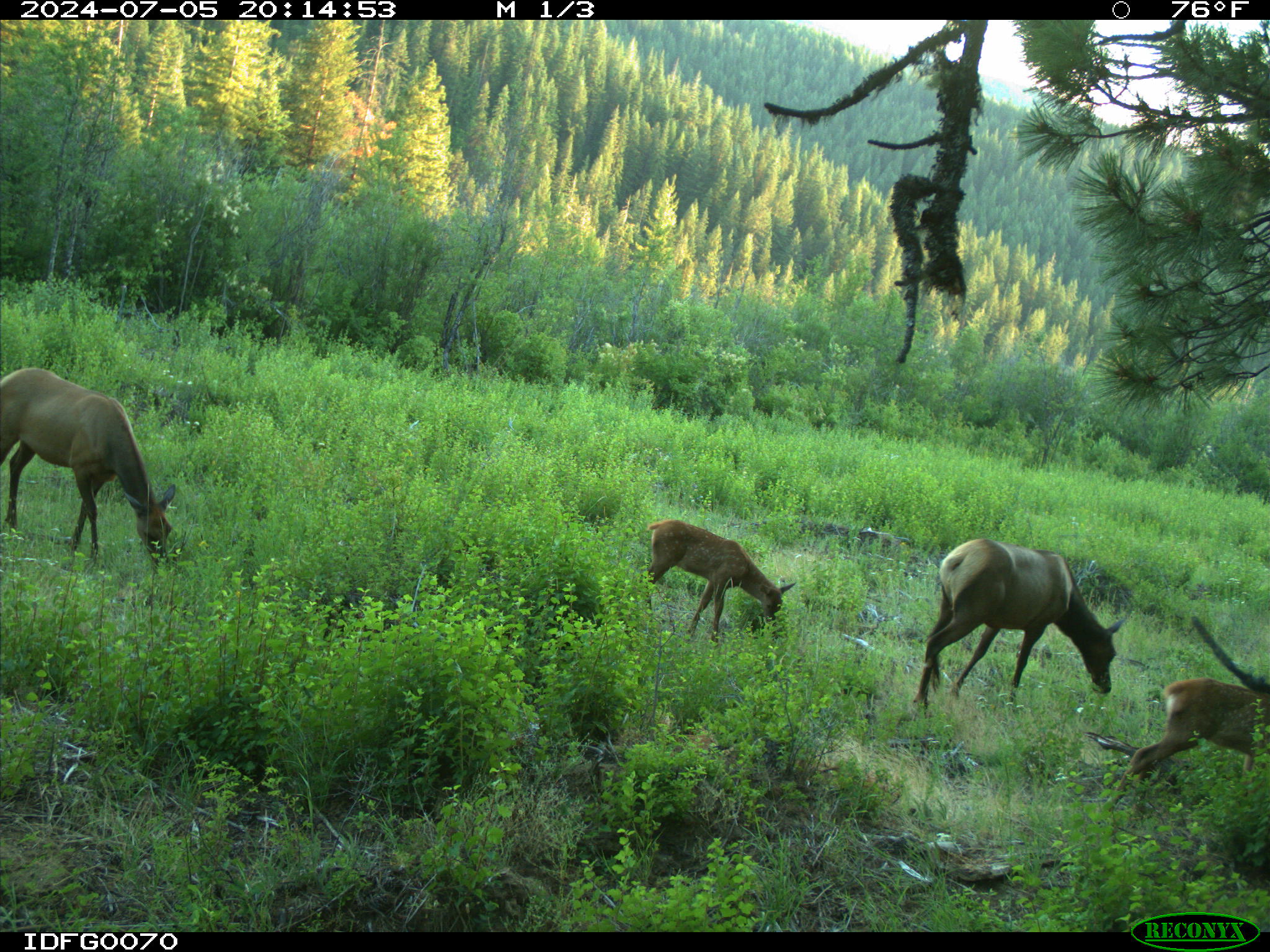 elk on camera