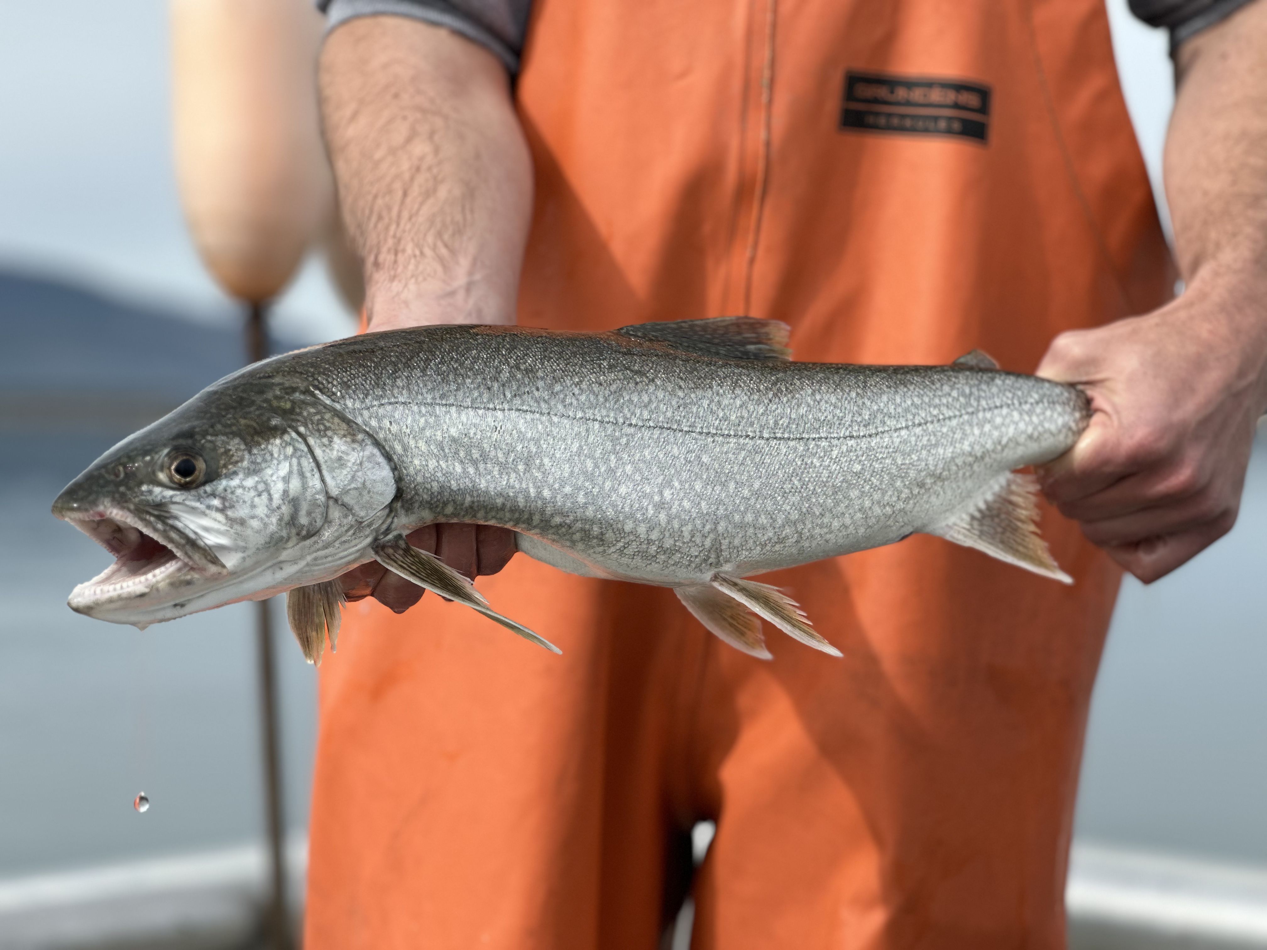 Lake trout from Lake Pend Oreille