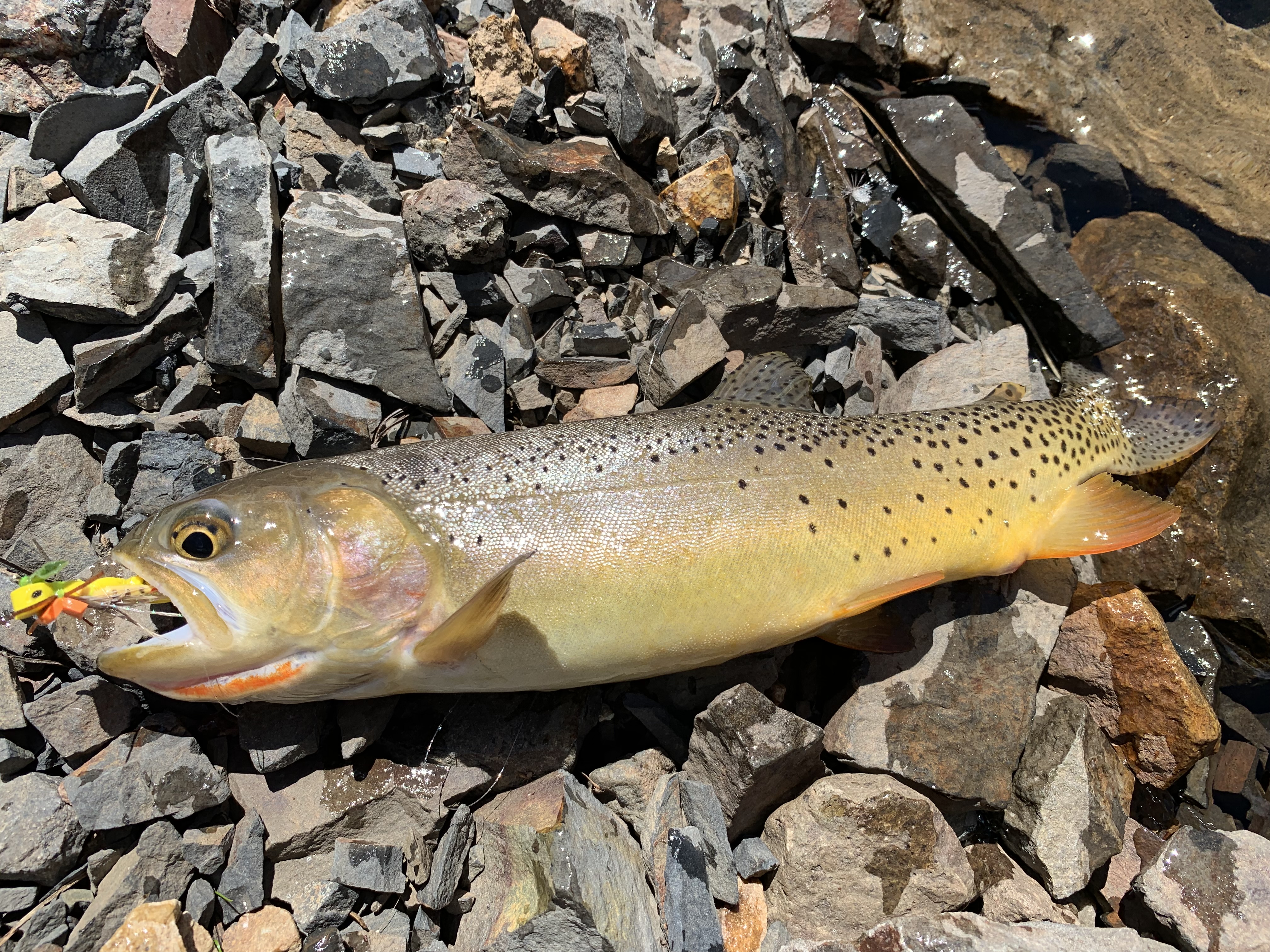 Cutthroat trout with fly in its mouth lying on the rocks.