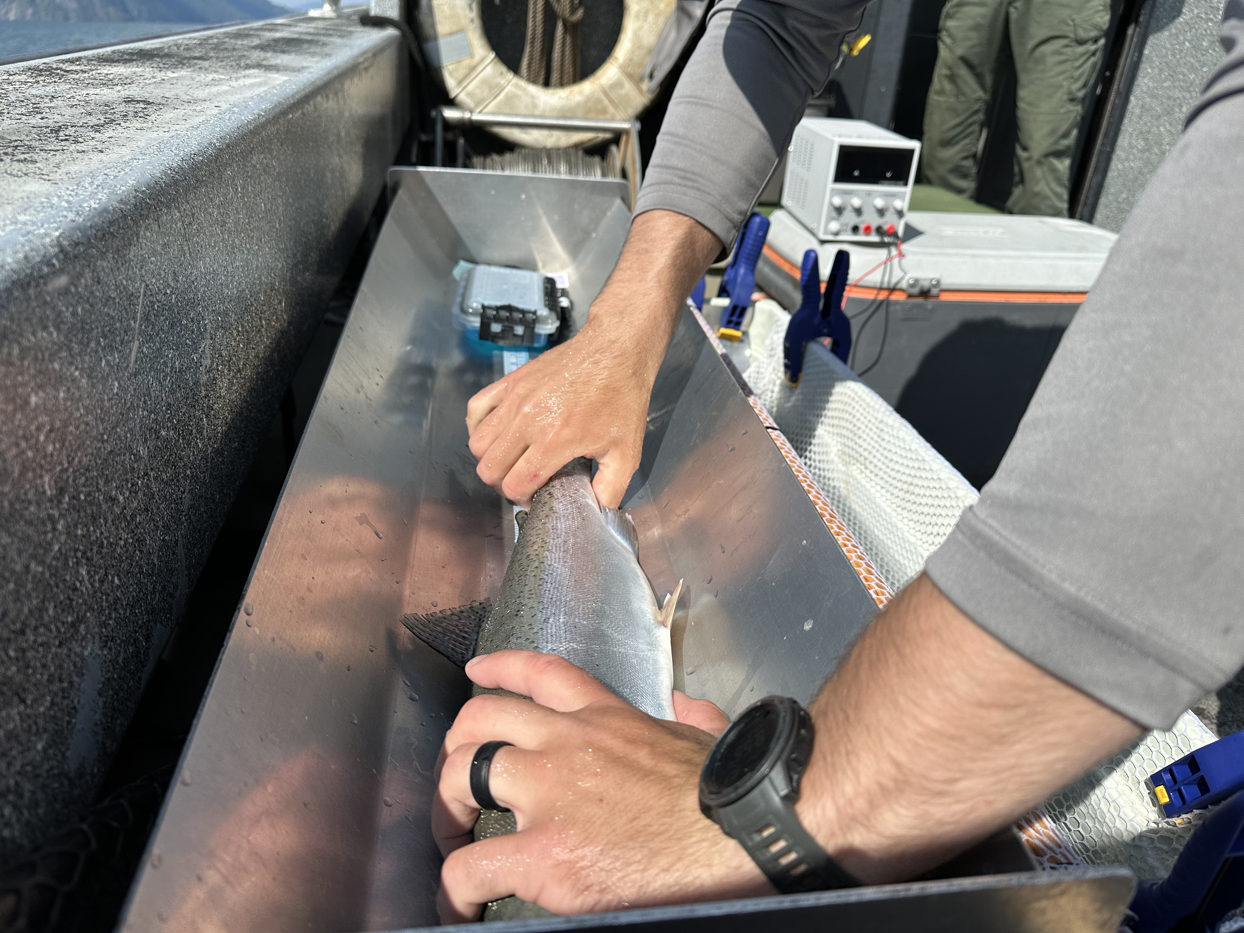 Measuring length of a rainbow trout in Lake Pend Oreille