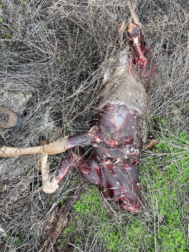 Slate Creek wasted deer