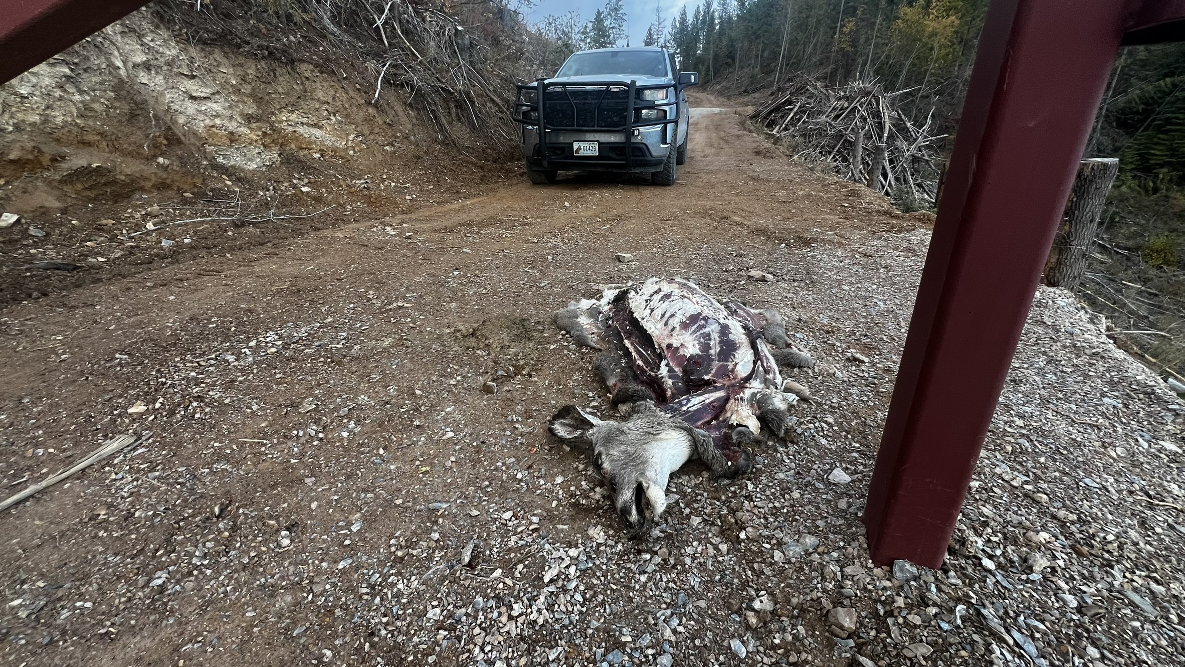 Mule deer doe illegally killed during a closed season in Osburn in North Idaho.