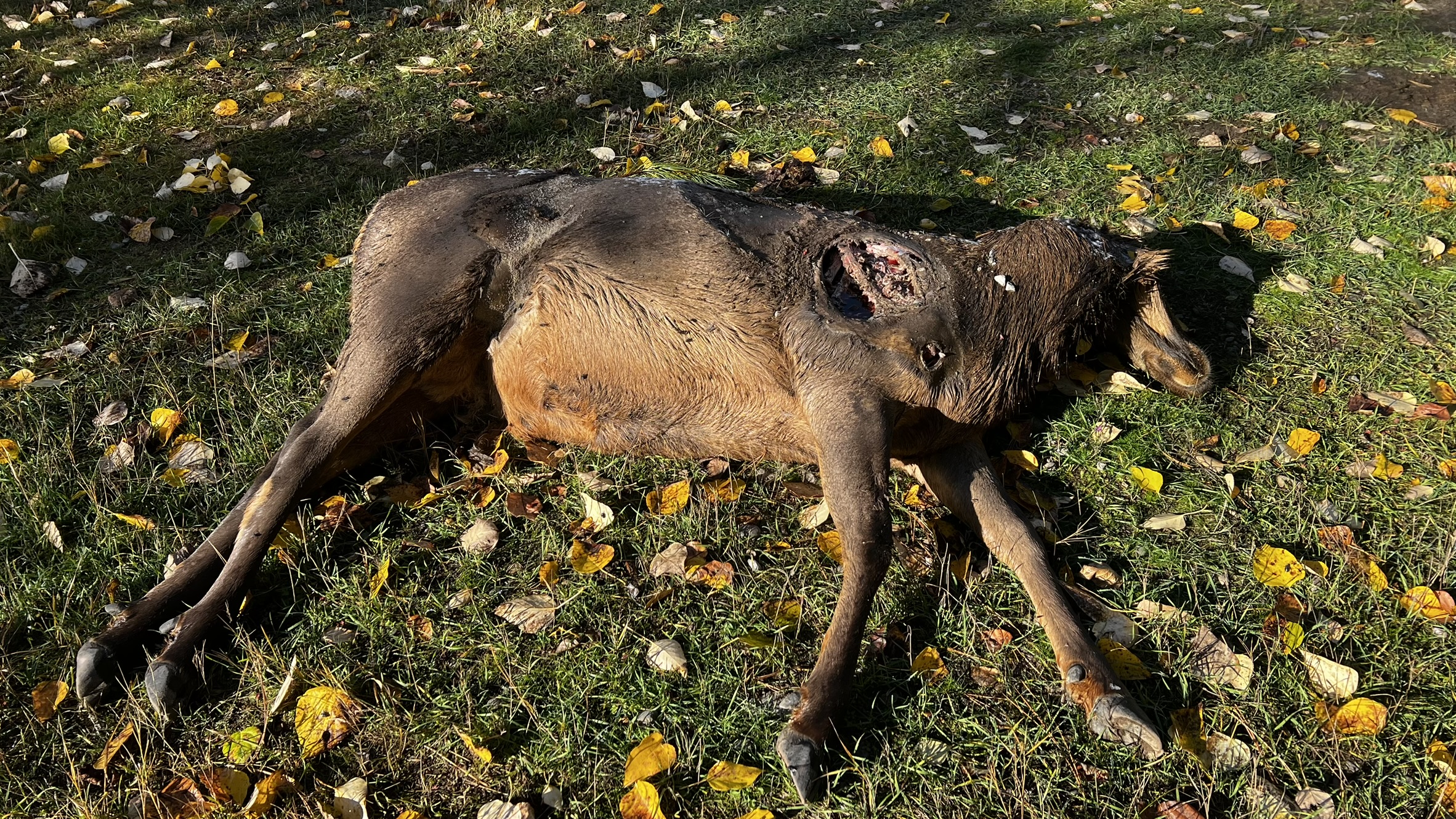 Cow elk killed and left to waste in Osburn in North Idaho.