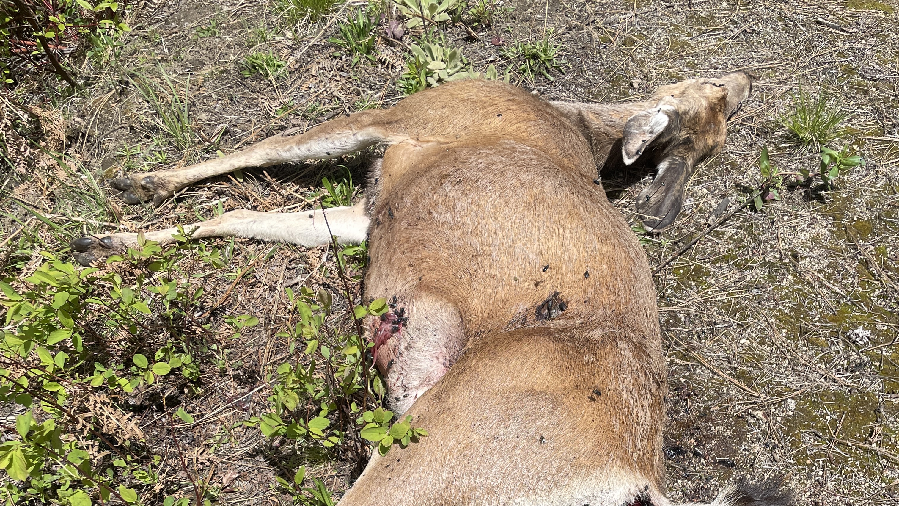 A doe that was shot and left to waste near Banks lies dead on the ground