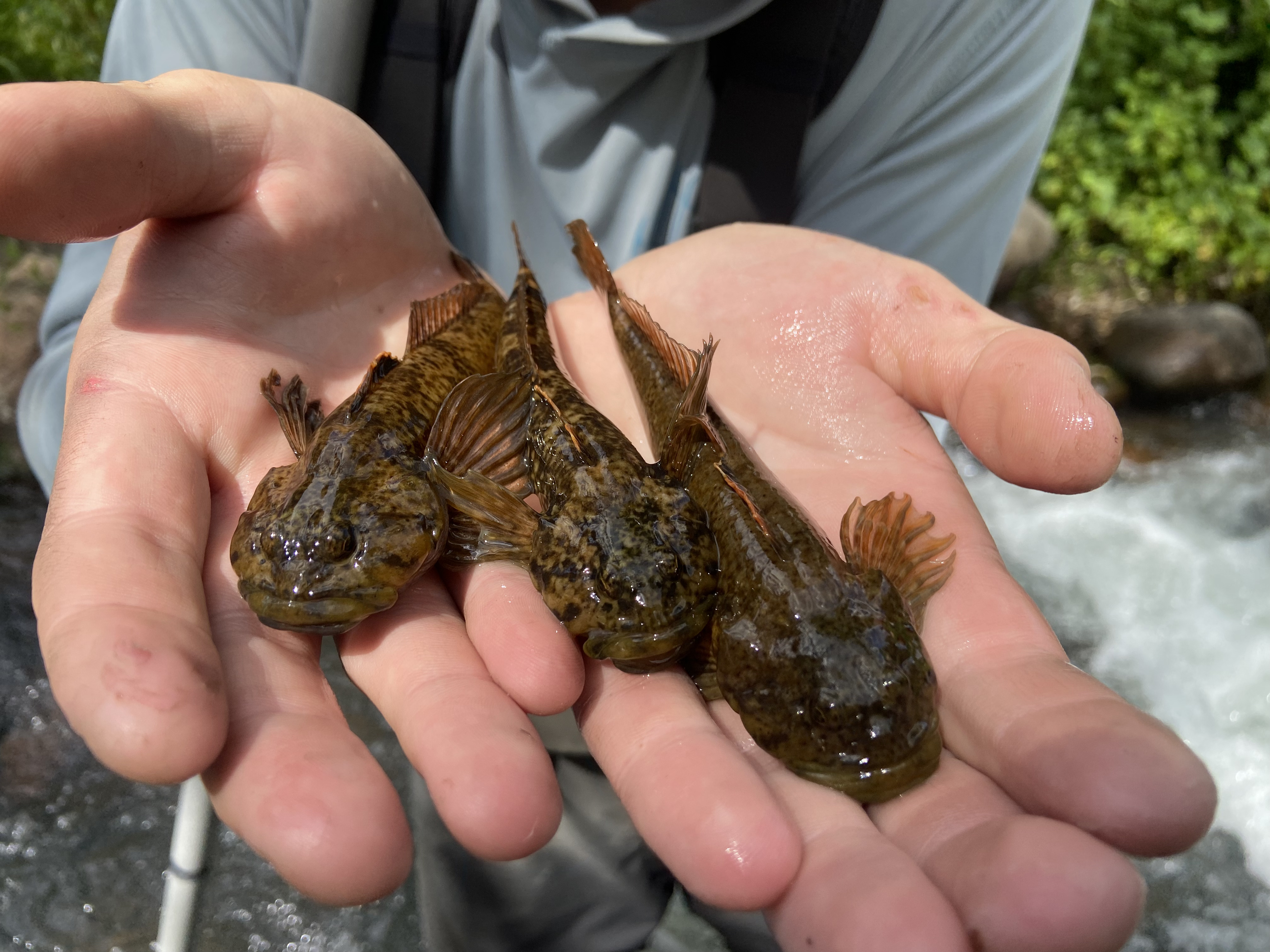 Idaho Native Sculpin