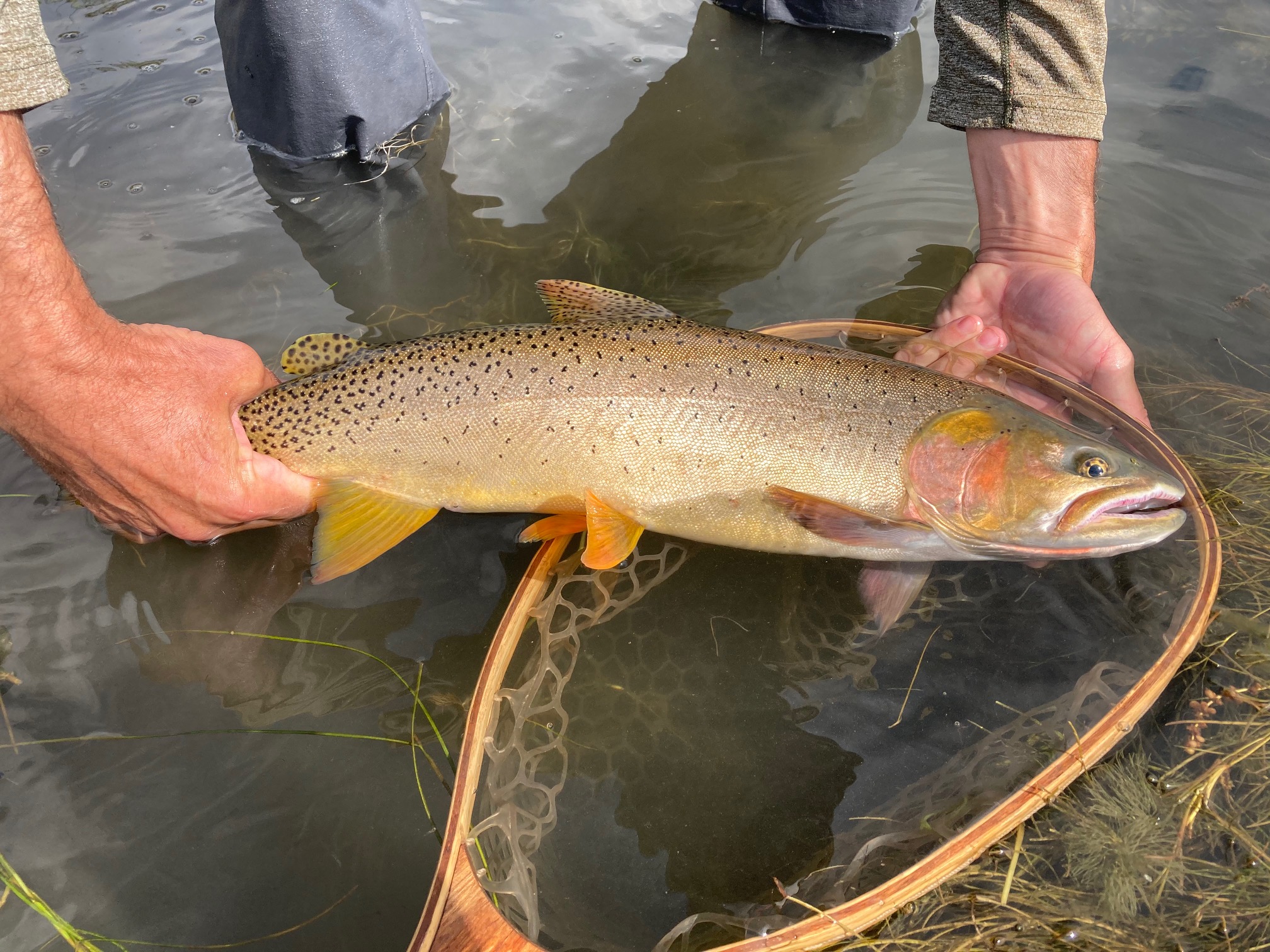 Yellowstone Cutthroat Image