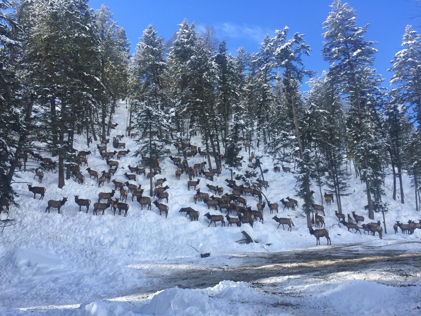 Elk wait at near the feed line at Bullwhacker feed site near Ketchum.