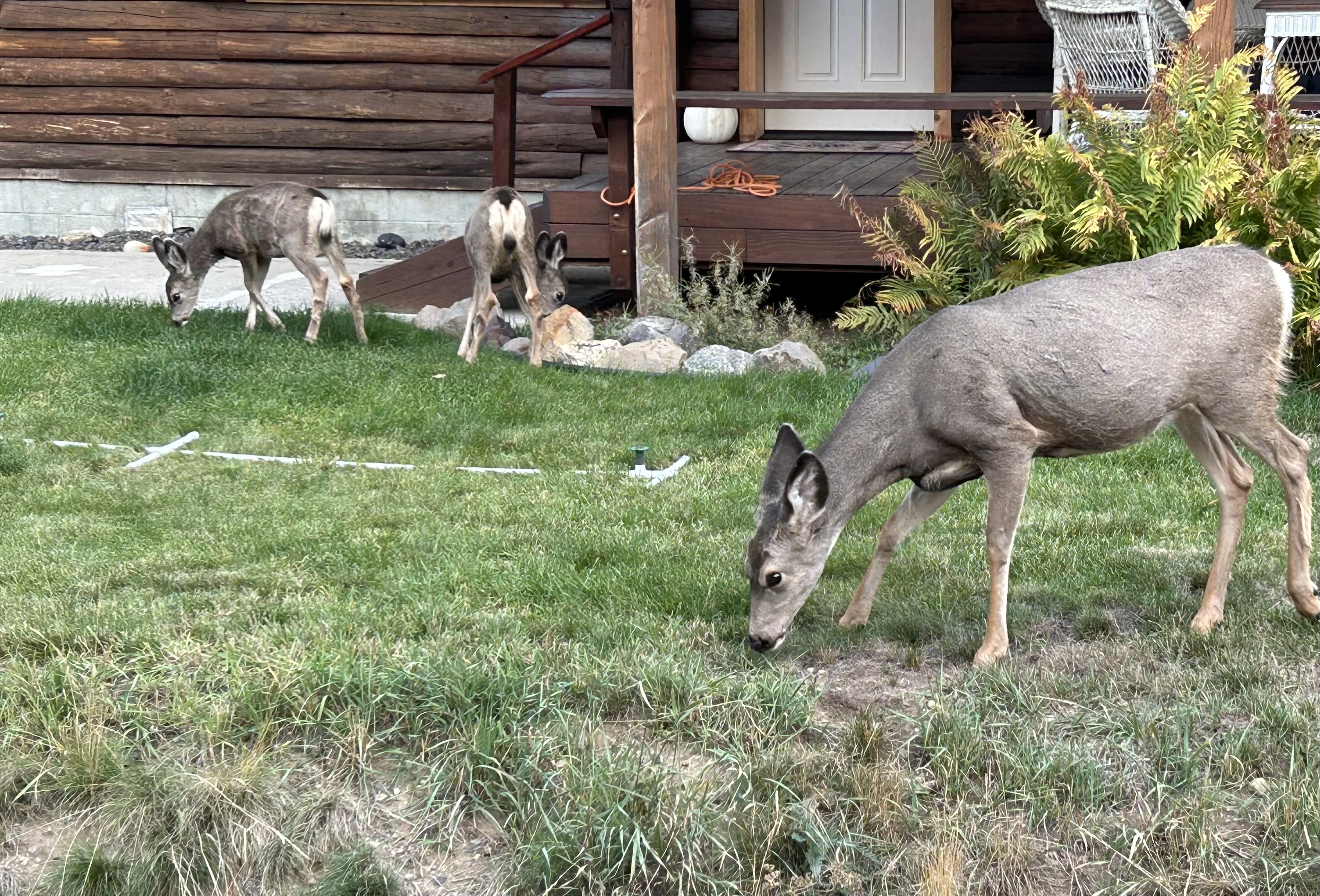 mule deer, McCall, urban deer, 