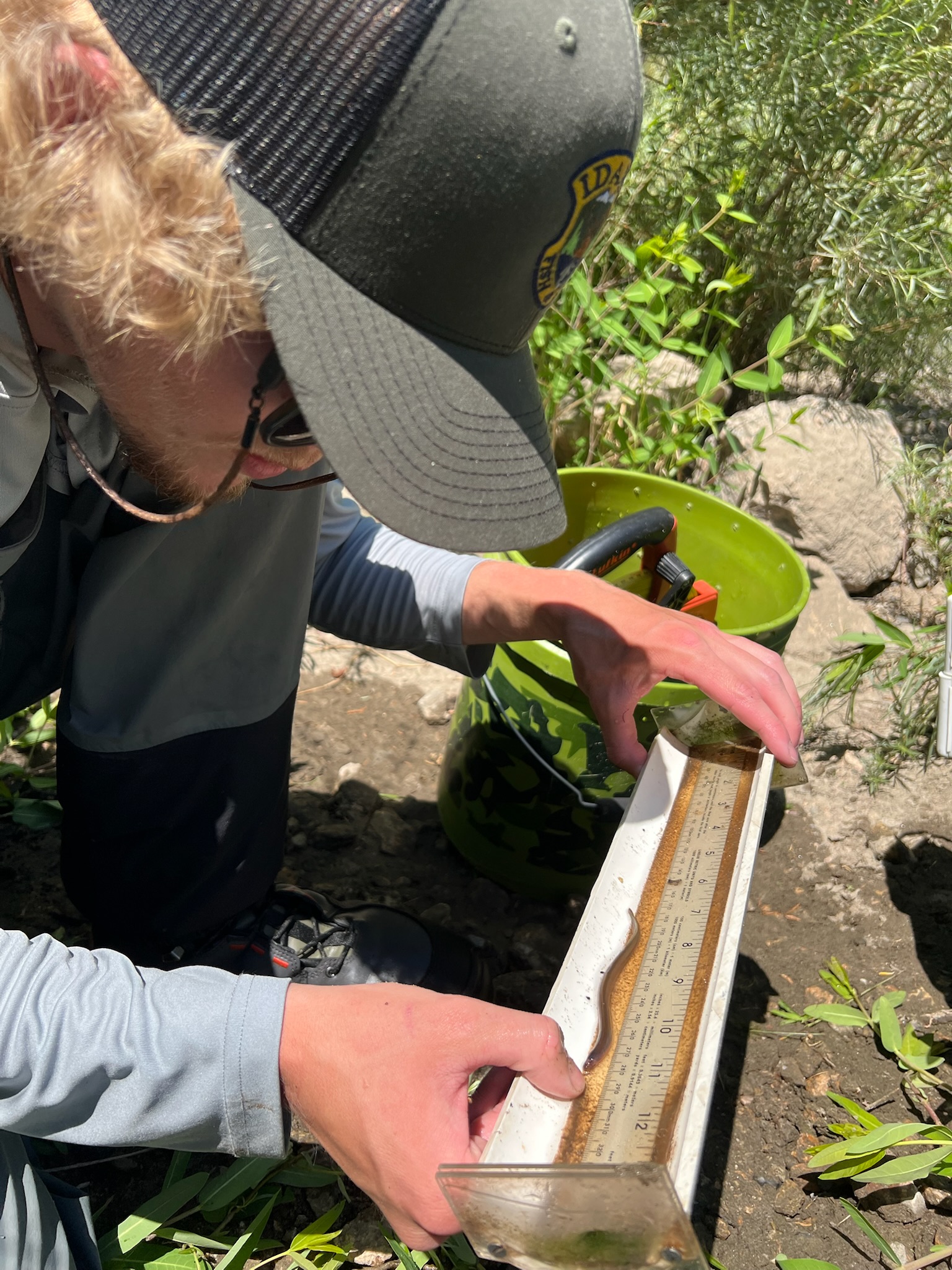 Fisheries technician collecting data from juvenile lamprey.