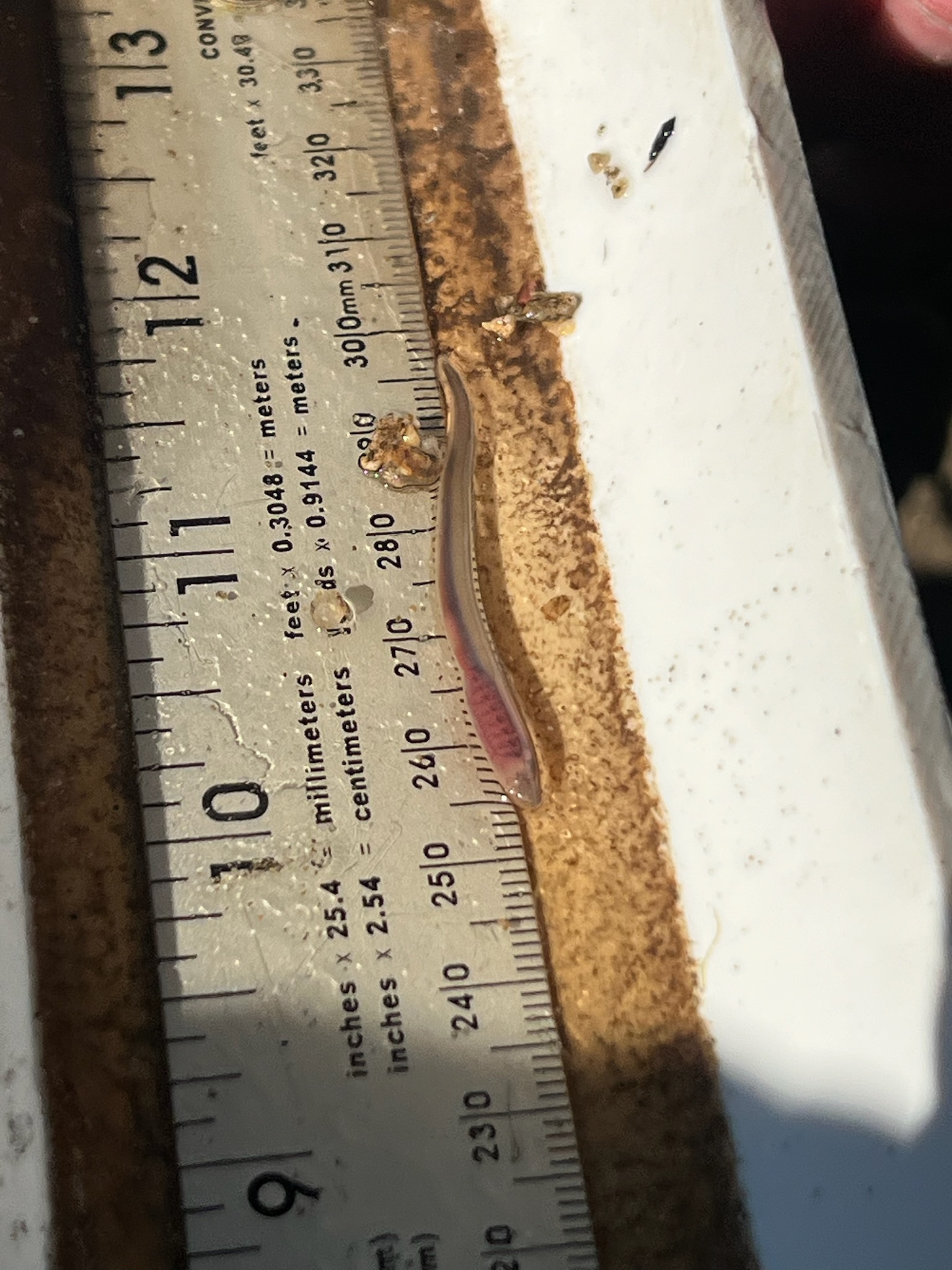 Larval Pacific Lamprey also known as an ammocoete