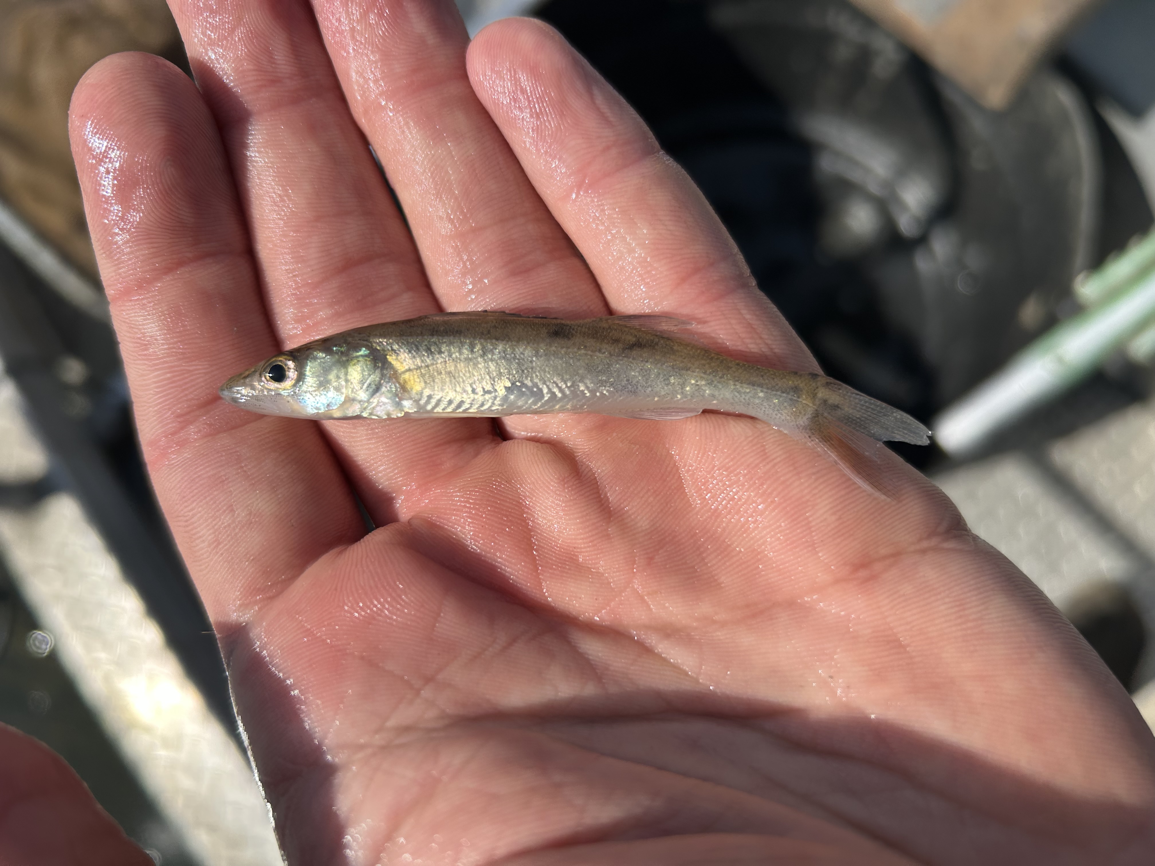 Image of age-0 walleye