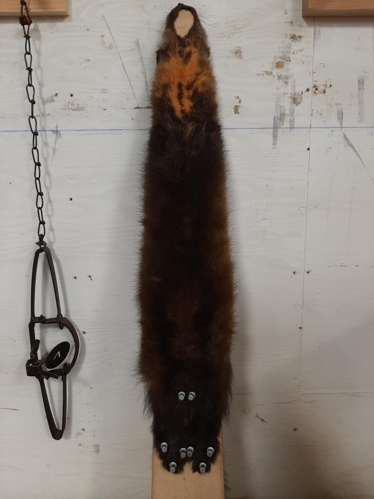 Stretched pine marten pelt