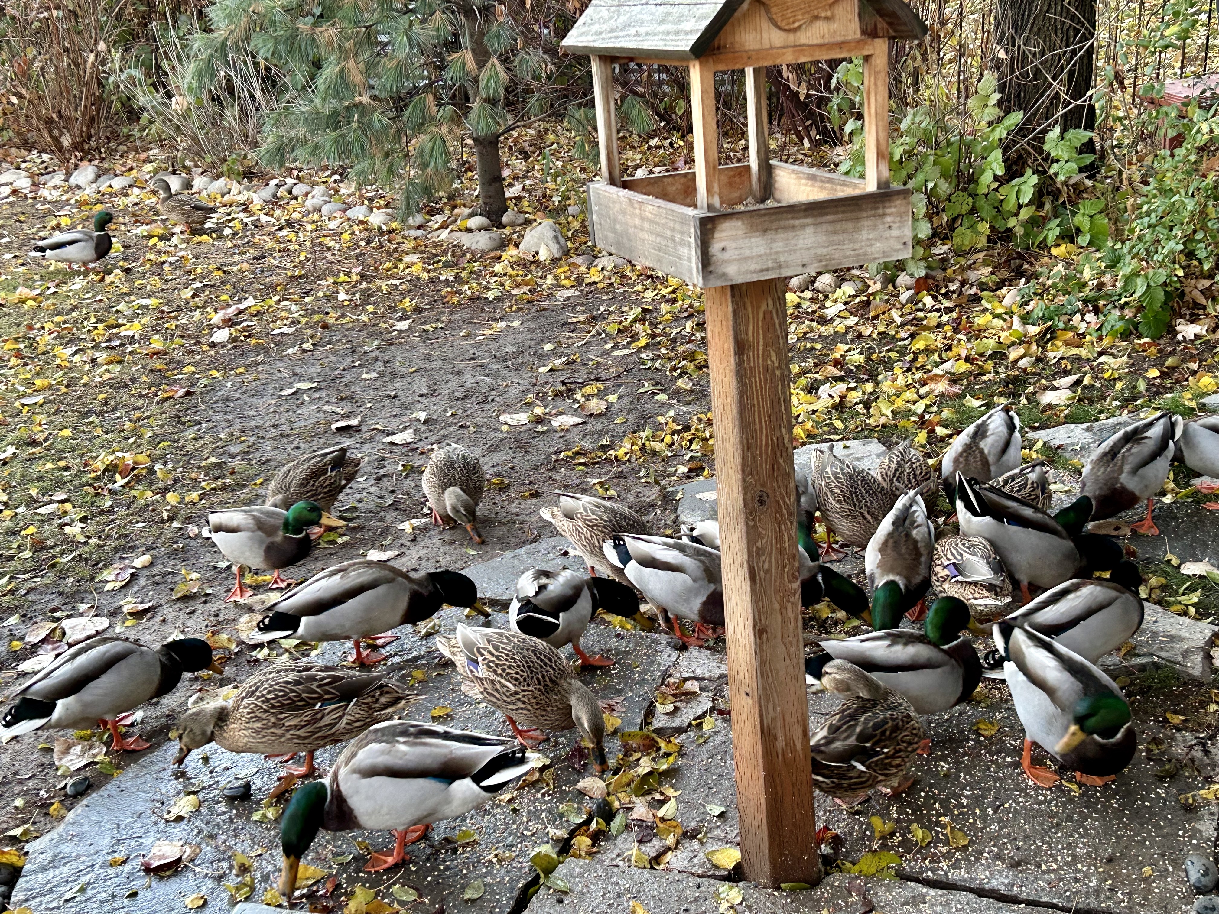 Ducks, bird feeder, mallards