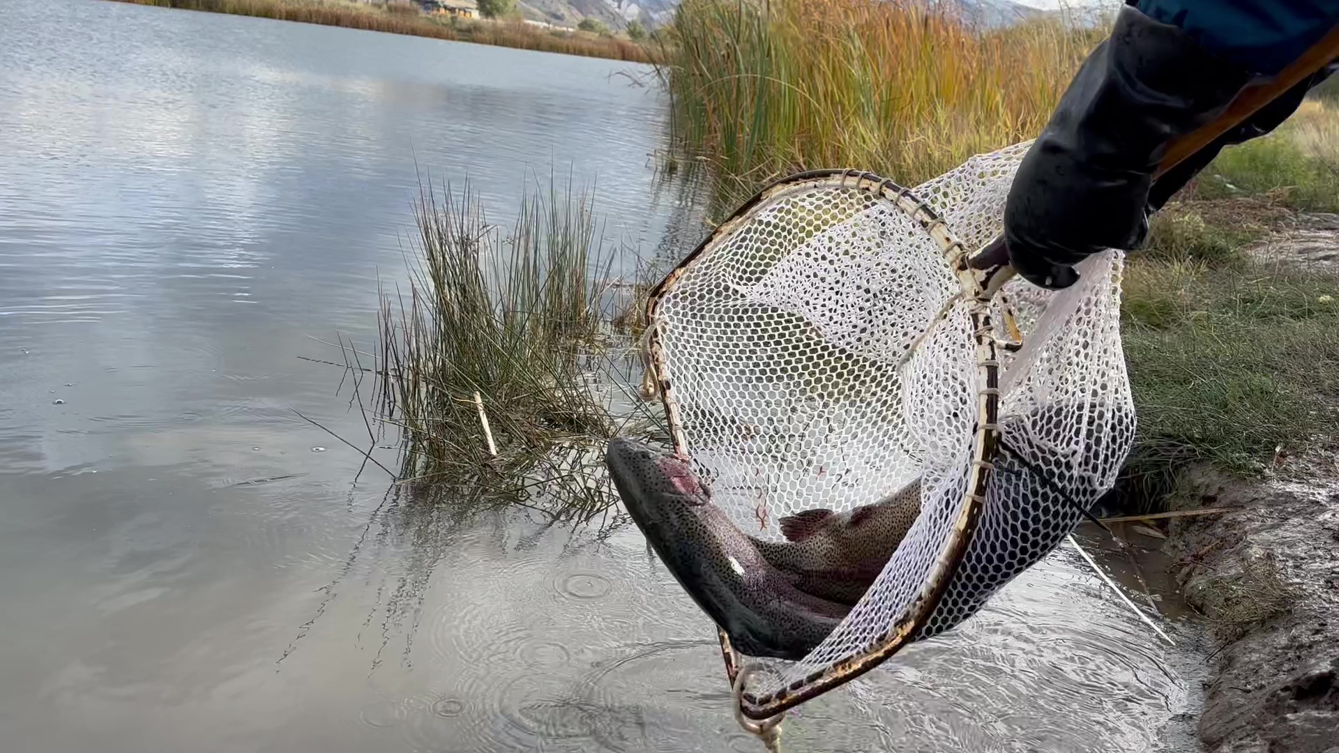 Two young rainbow or steelhead trout in a net at a fish hatchery