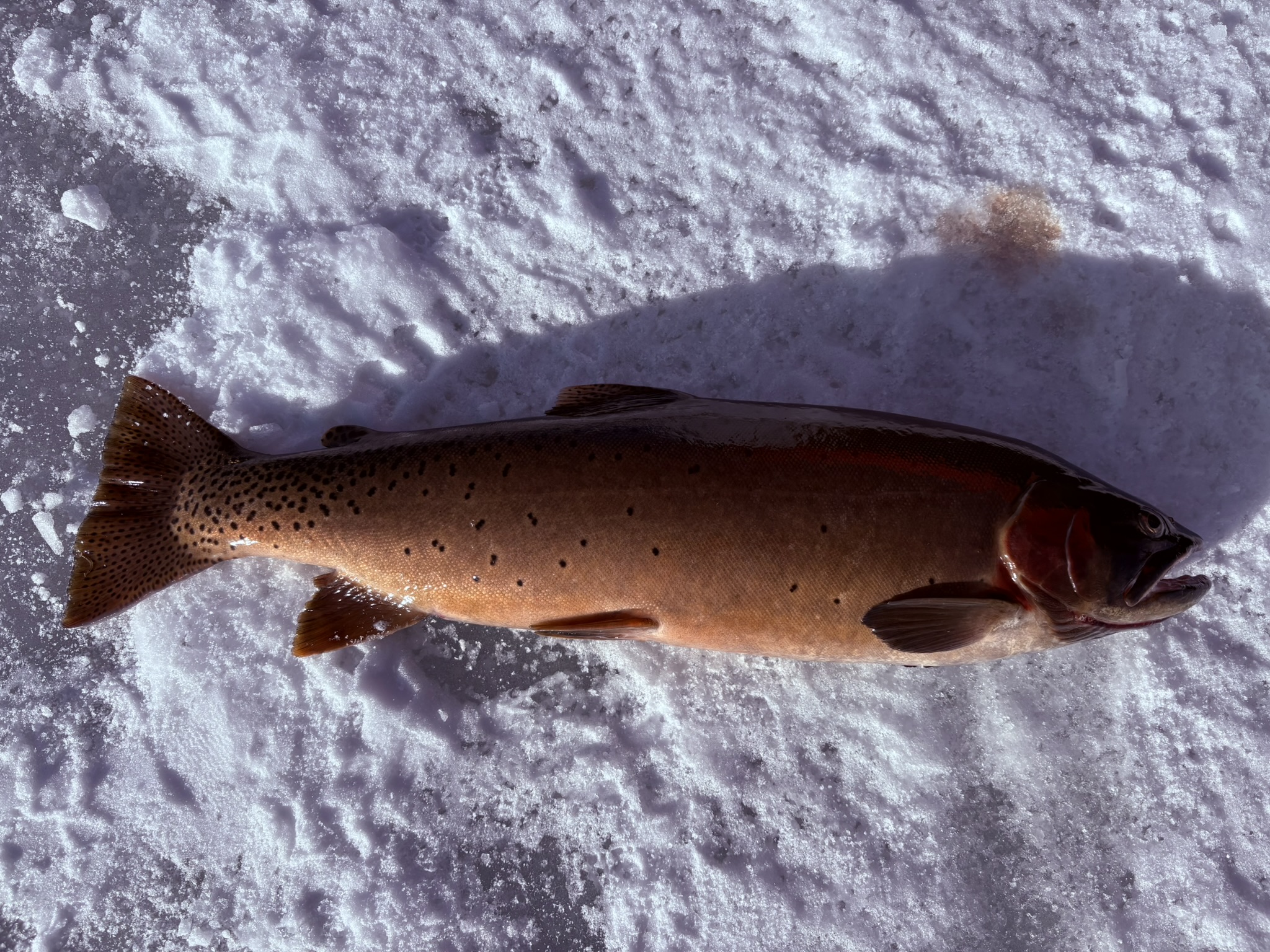 robert gregory's state record yellowstone cutthroat trout 2026