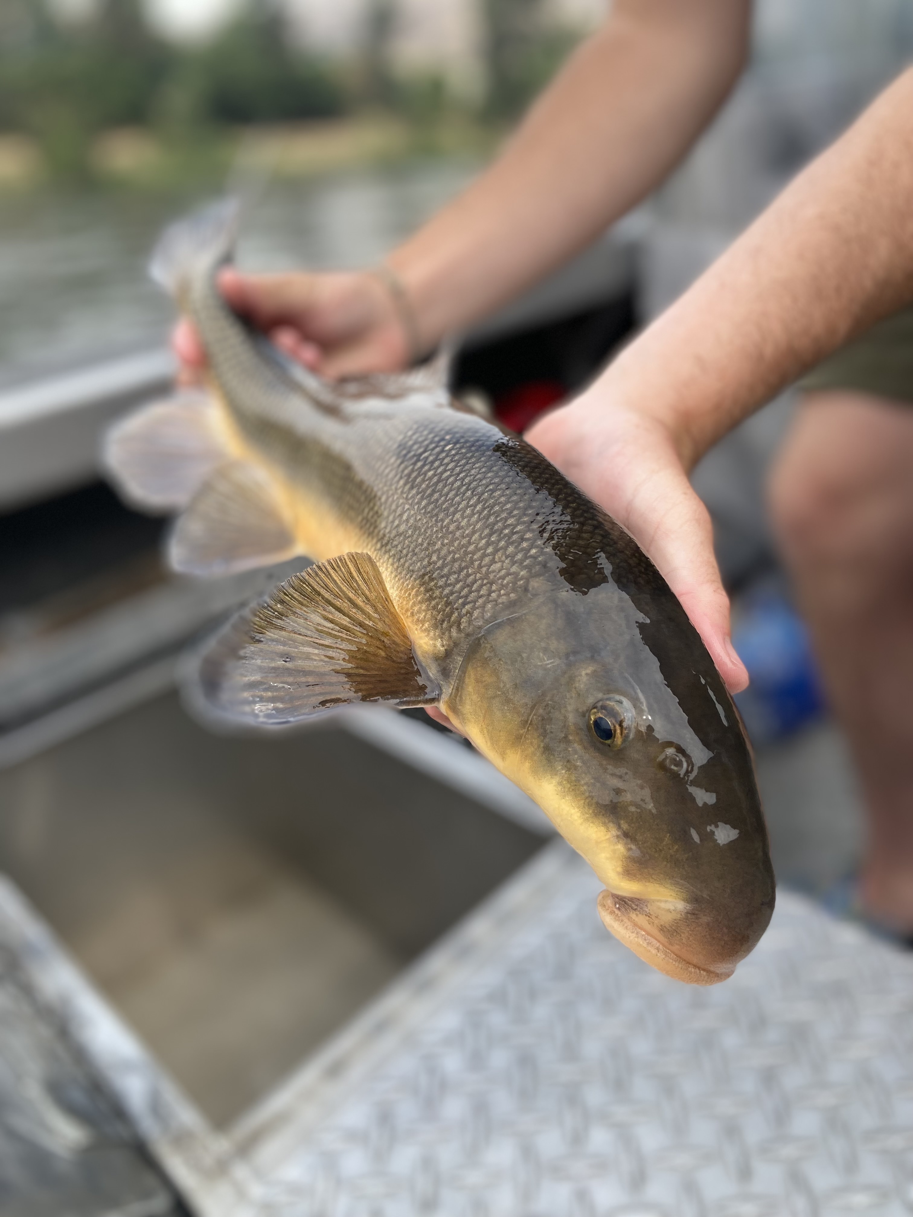 Largescale Sucker from Clearwater River