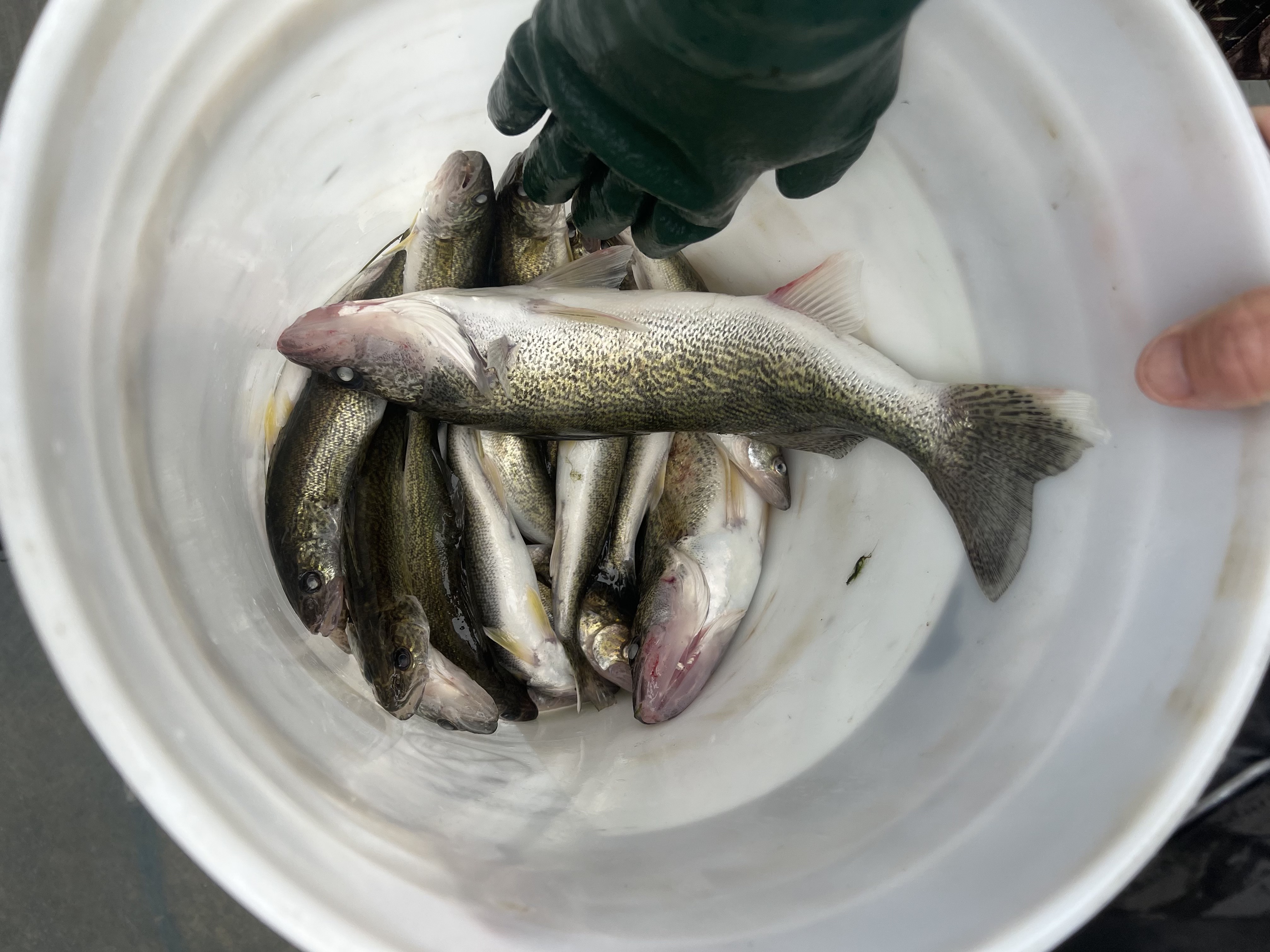 A bucket of several walleye that were sampled and killed during the 2023 fish salvage effort at Lake Lowell's Lowline Canal.