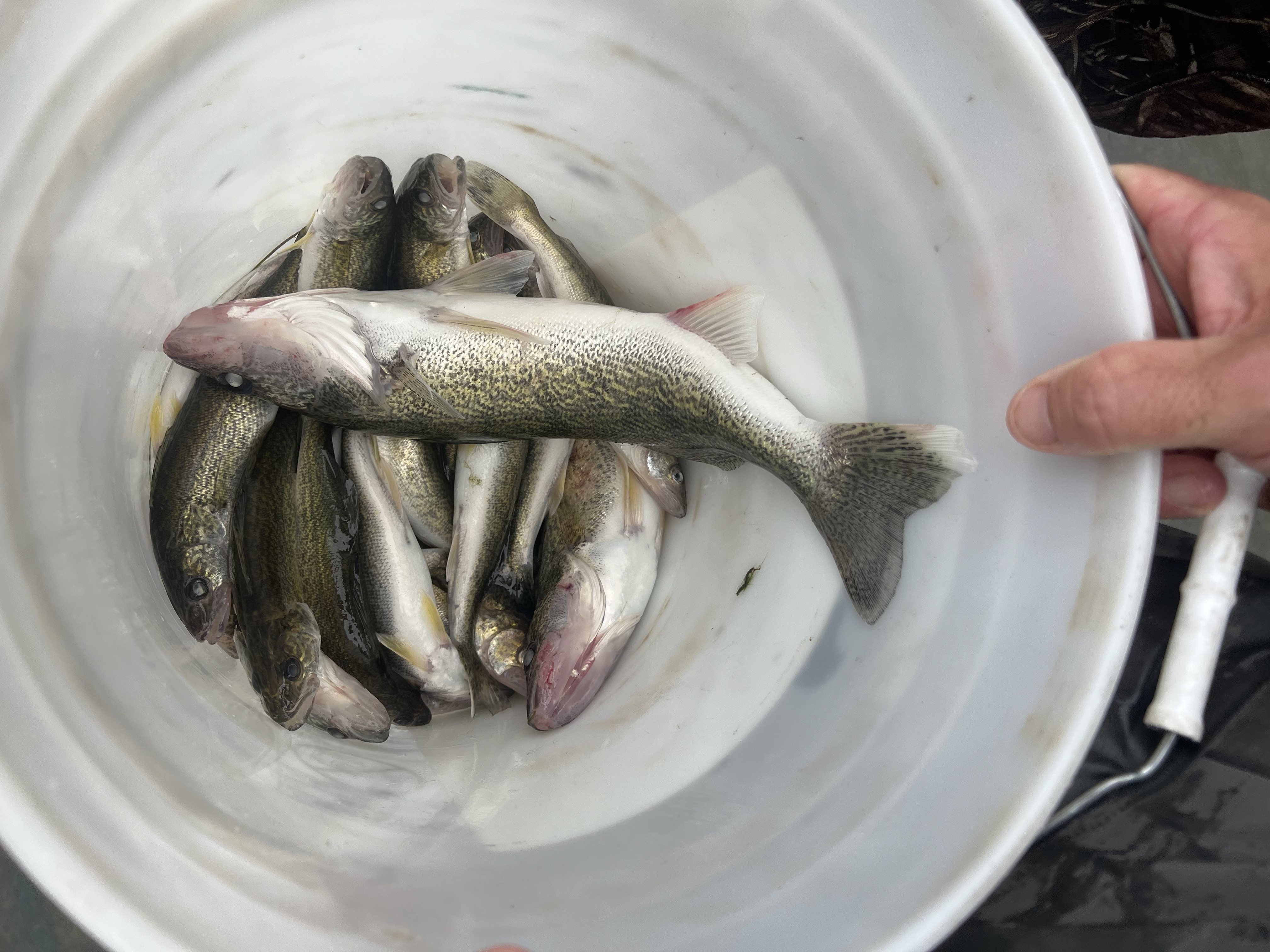 11+ Lake Lowell Fishing