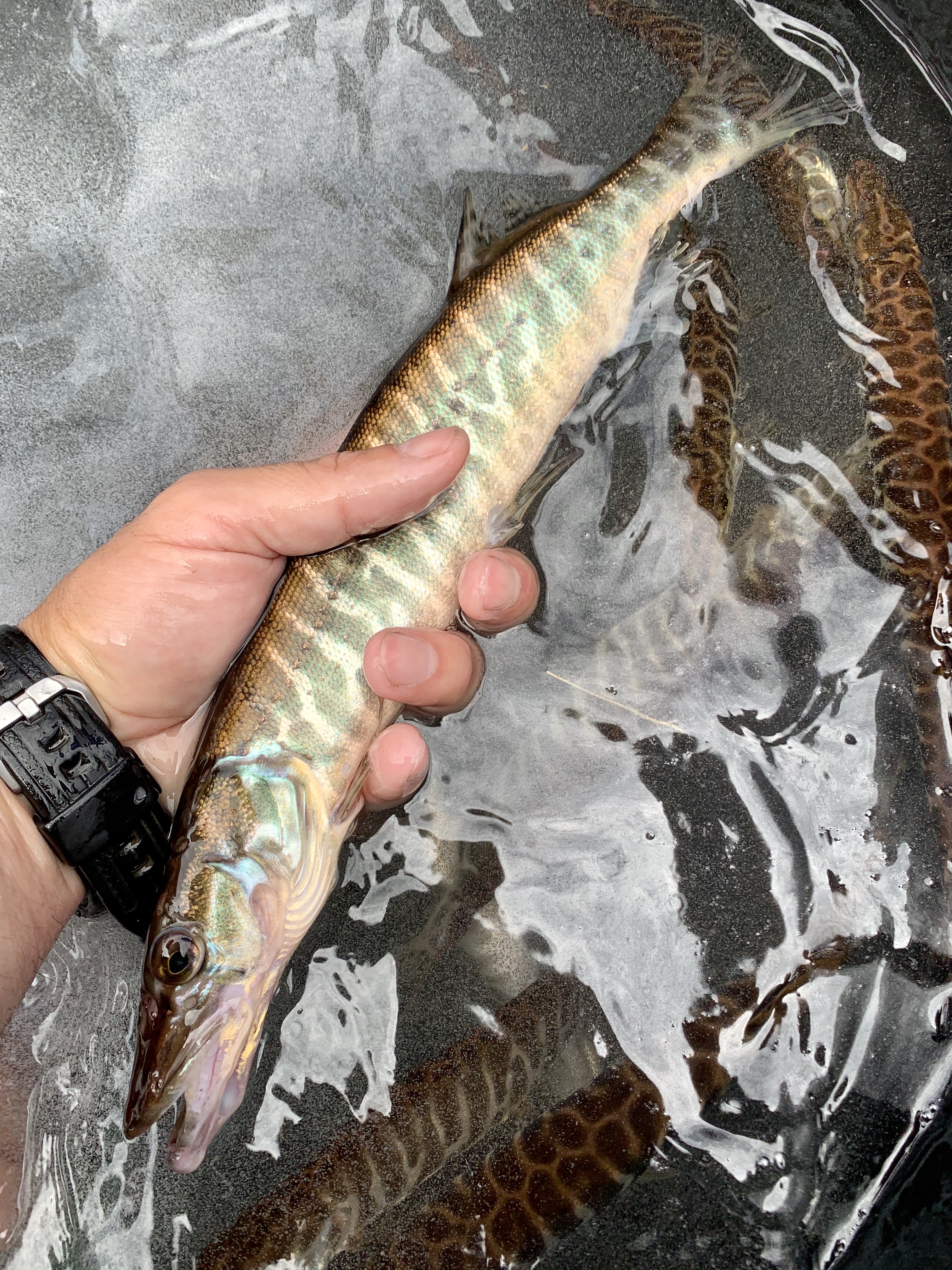 Tiger Muskie once again stocked into Lake Lowell