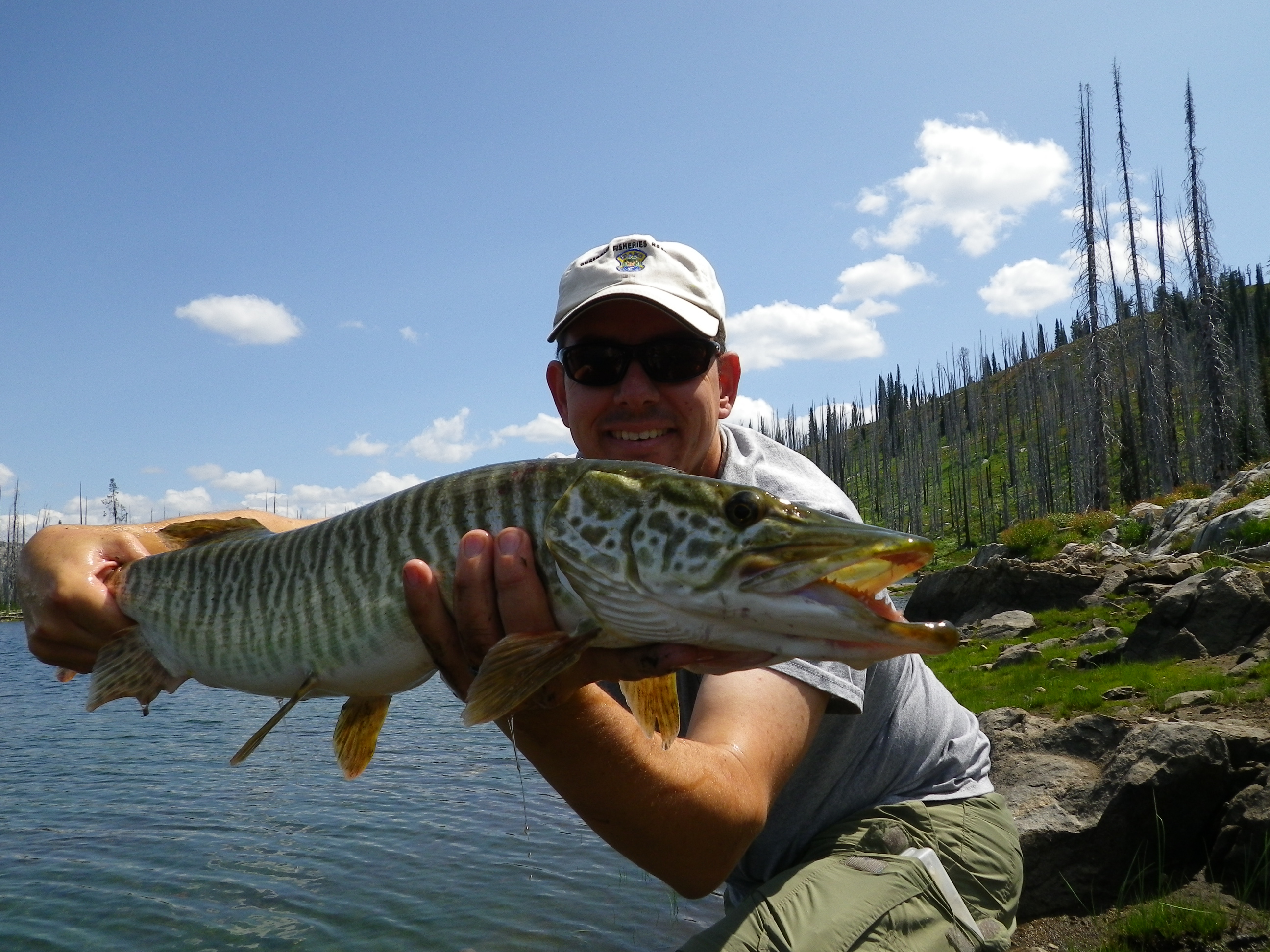 Raising tigers: How F&G uses tiger muskies in sport fish