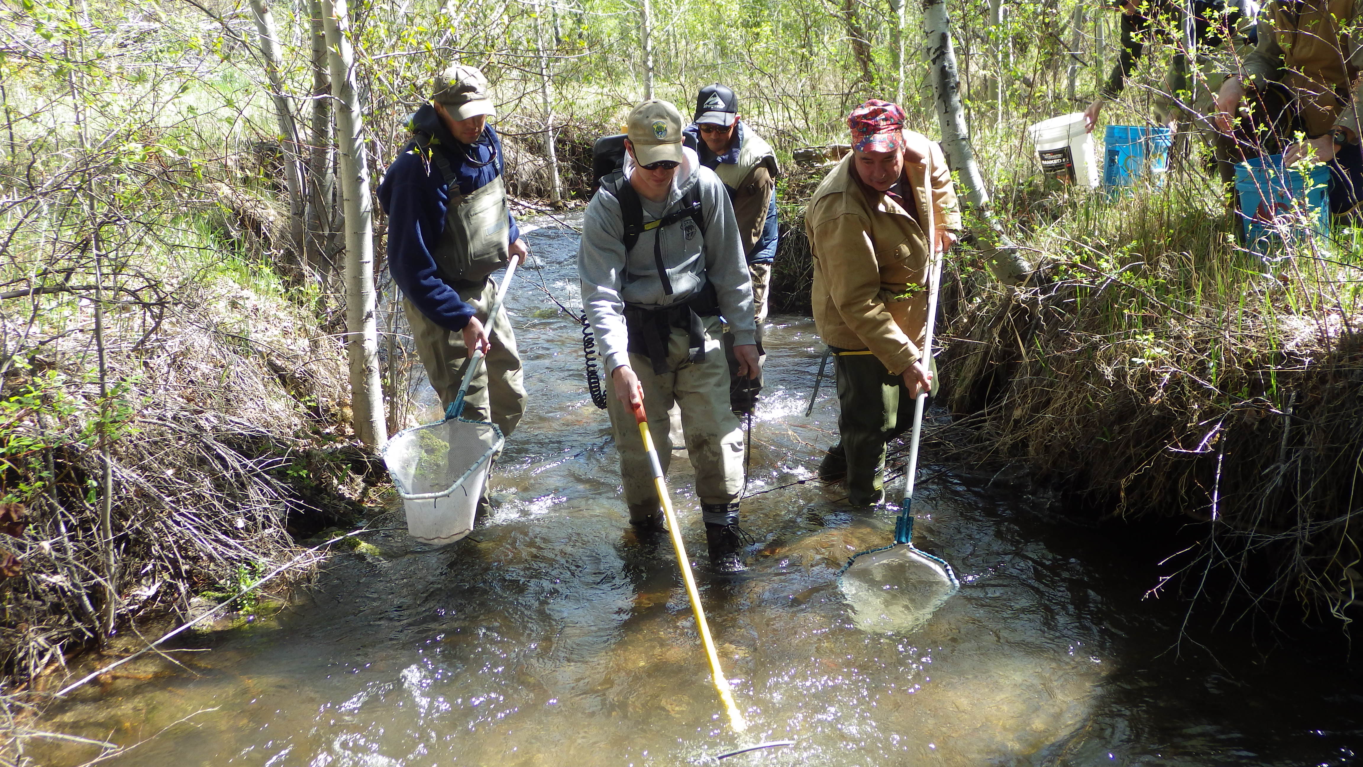 Backpack electrofishing to collect adult Rainbow Trout.