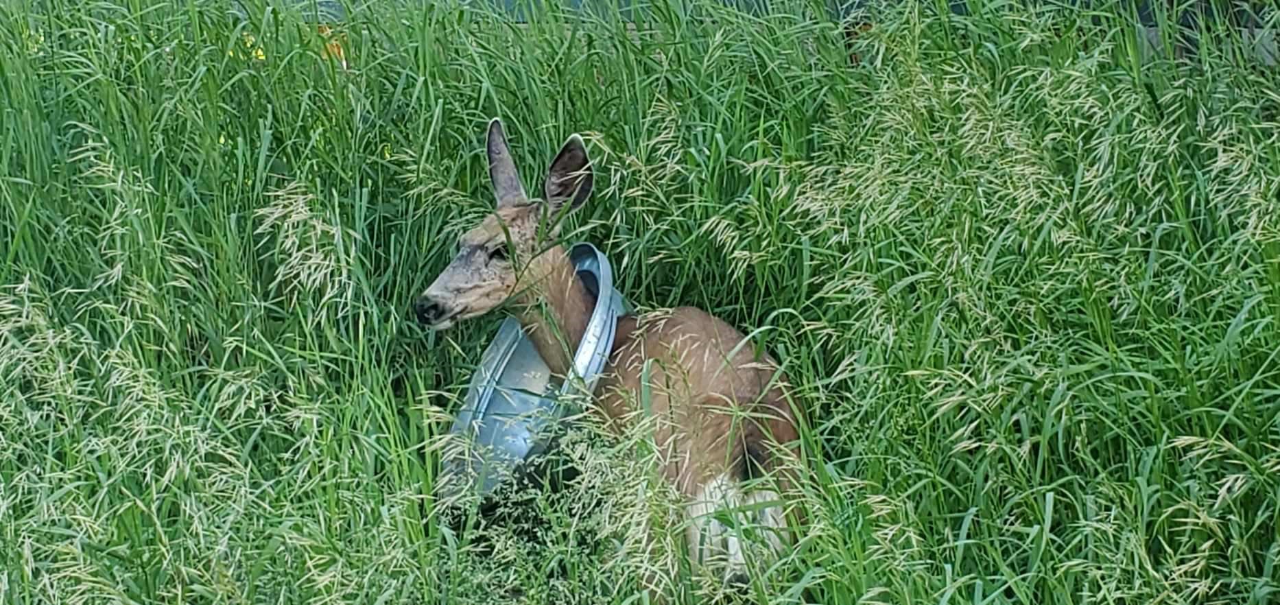 A deer in McCall bedded down with a trash can lid around its neck