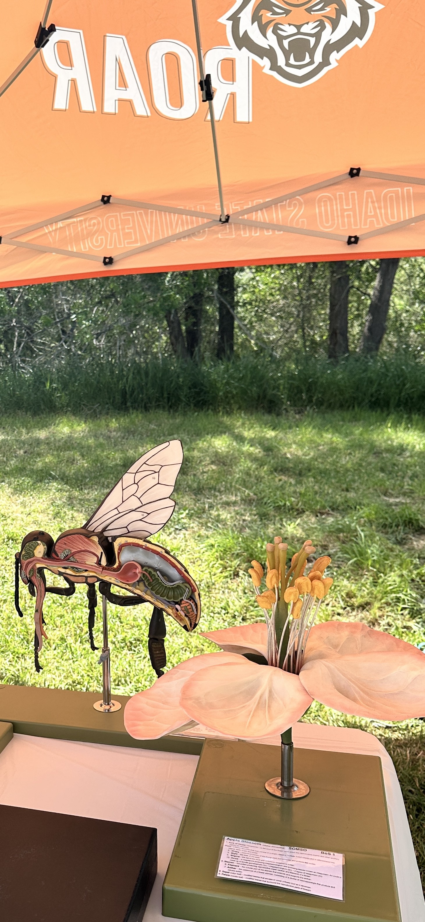 A large 3D model of a bee and an apple blossom under a large orange canopy