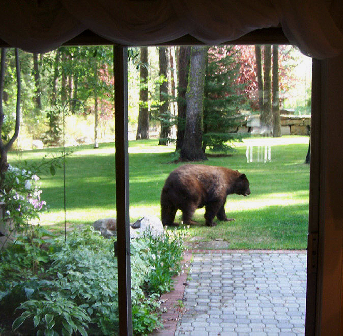 A black bear wanders through the backyard of a home in central Idaho.
