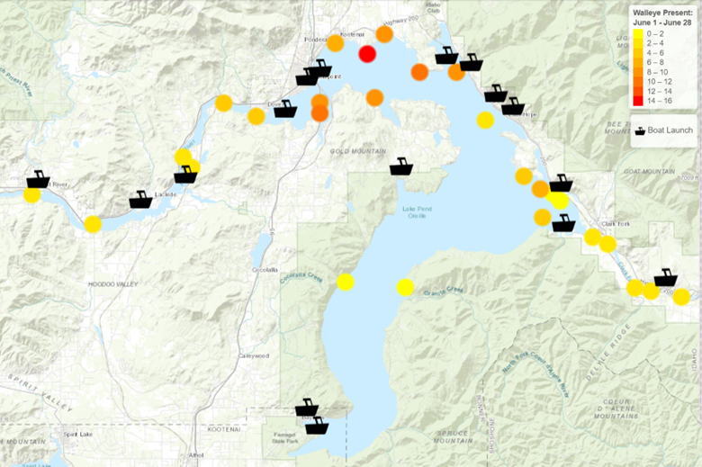 Map of walleye locations in Lake Pend Oreille during June 2024