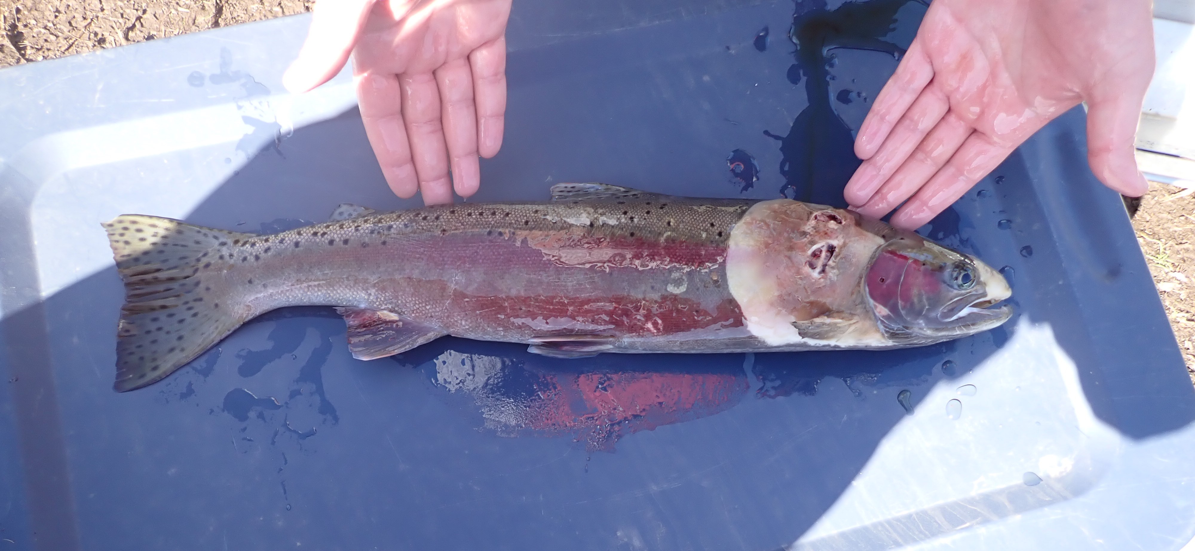 Injured steelhead