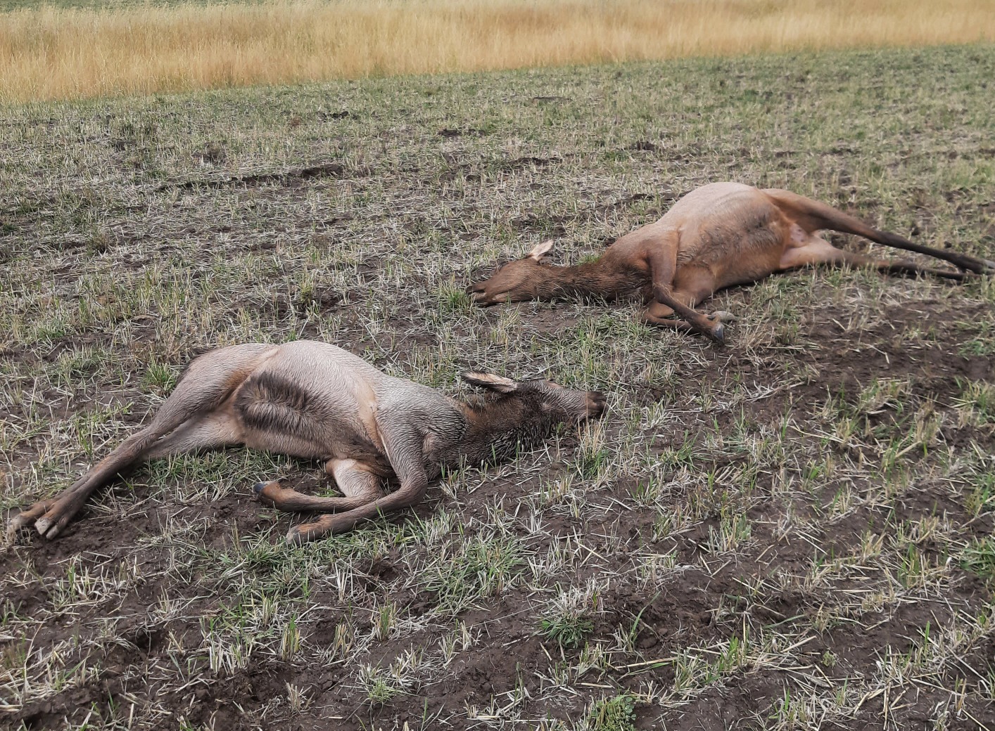 Deceased cow and calf elk lying in a field.