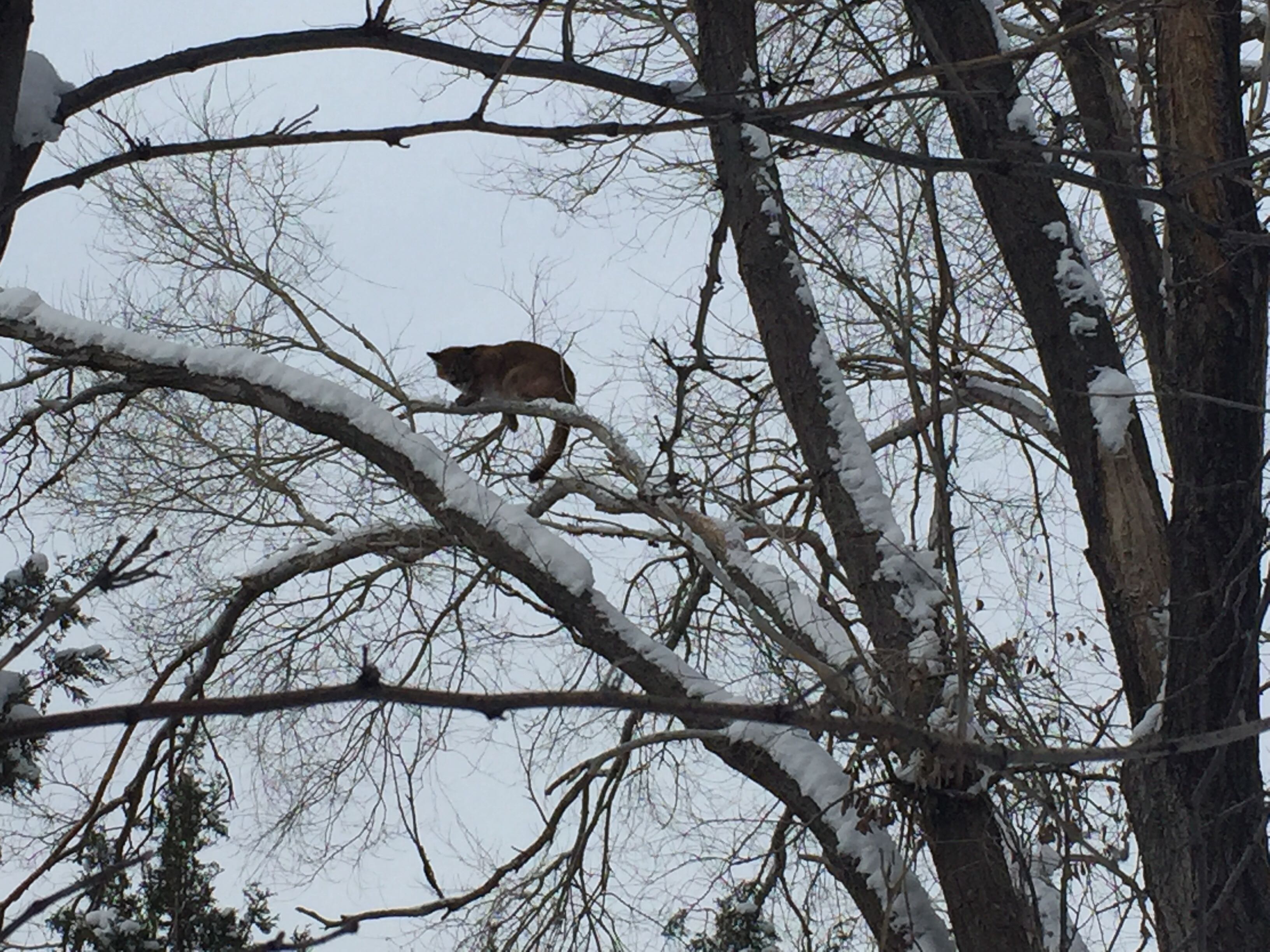 mountain lion kitten in tree