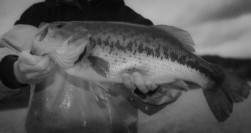 BASS measuring tape – Bass Anglers' Sportfishing Society